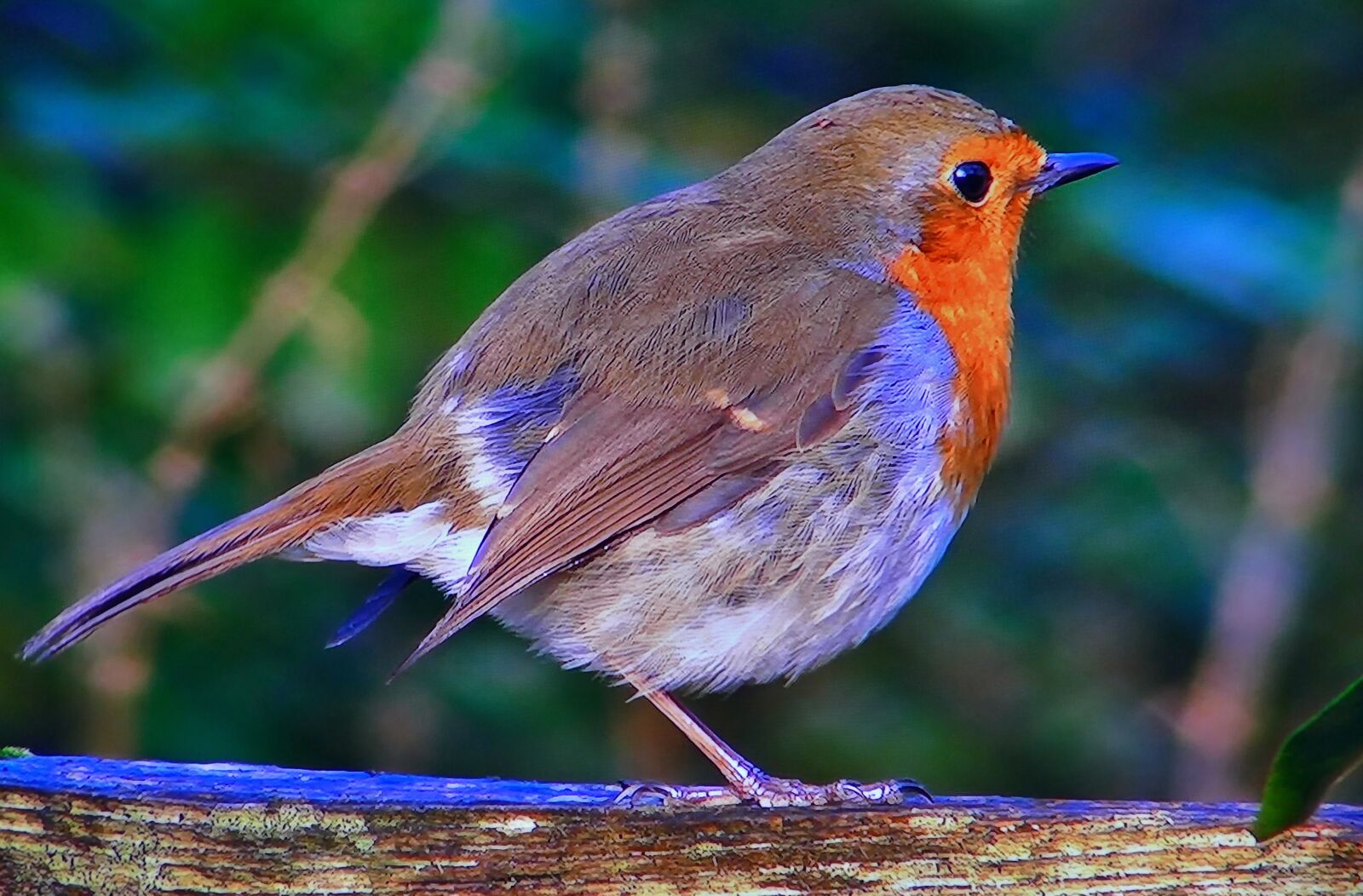 Panasonic Lumix DMC-FZ1000 sample photo. Redbreast, common, nature photography