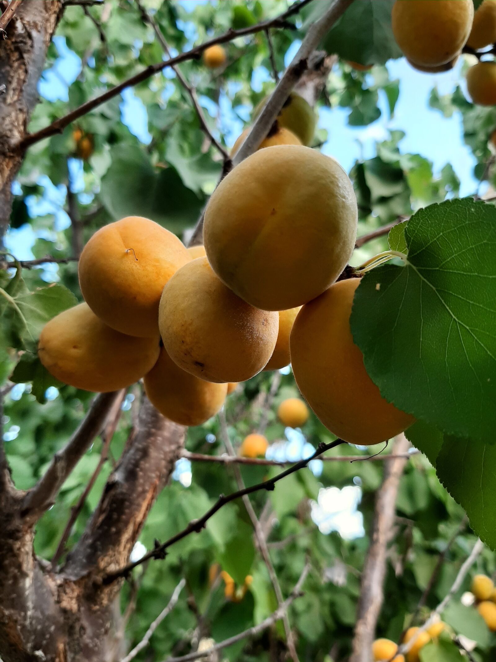 Samsung Galaxy A50 sample photo. Apricots, fruit, trees photography