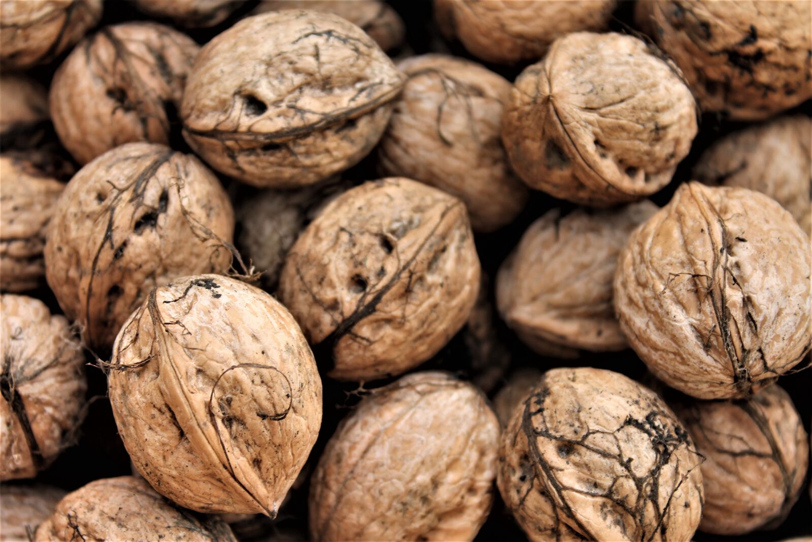 Canon EOS 1100D (EOS Rebel T3 / EOS Kiss X50) sample photo. Walnuts, shell, autumn photography