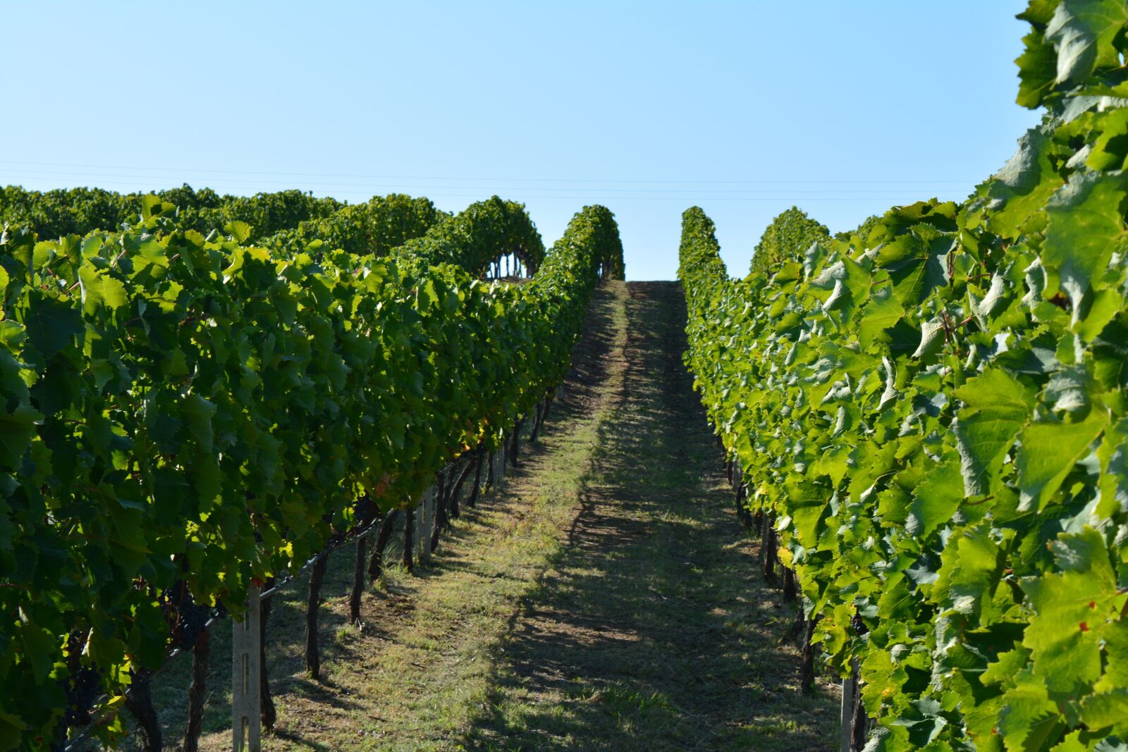 Nikon D5200 sample photo. Vineyard, wine, greece photography