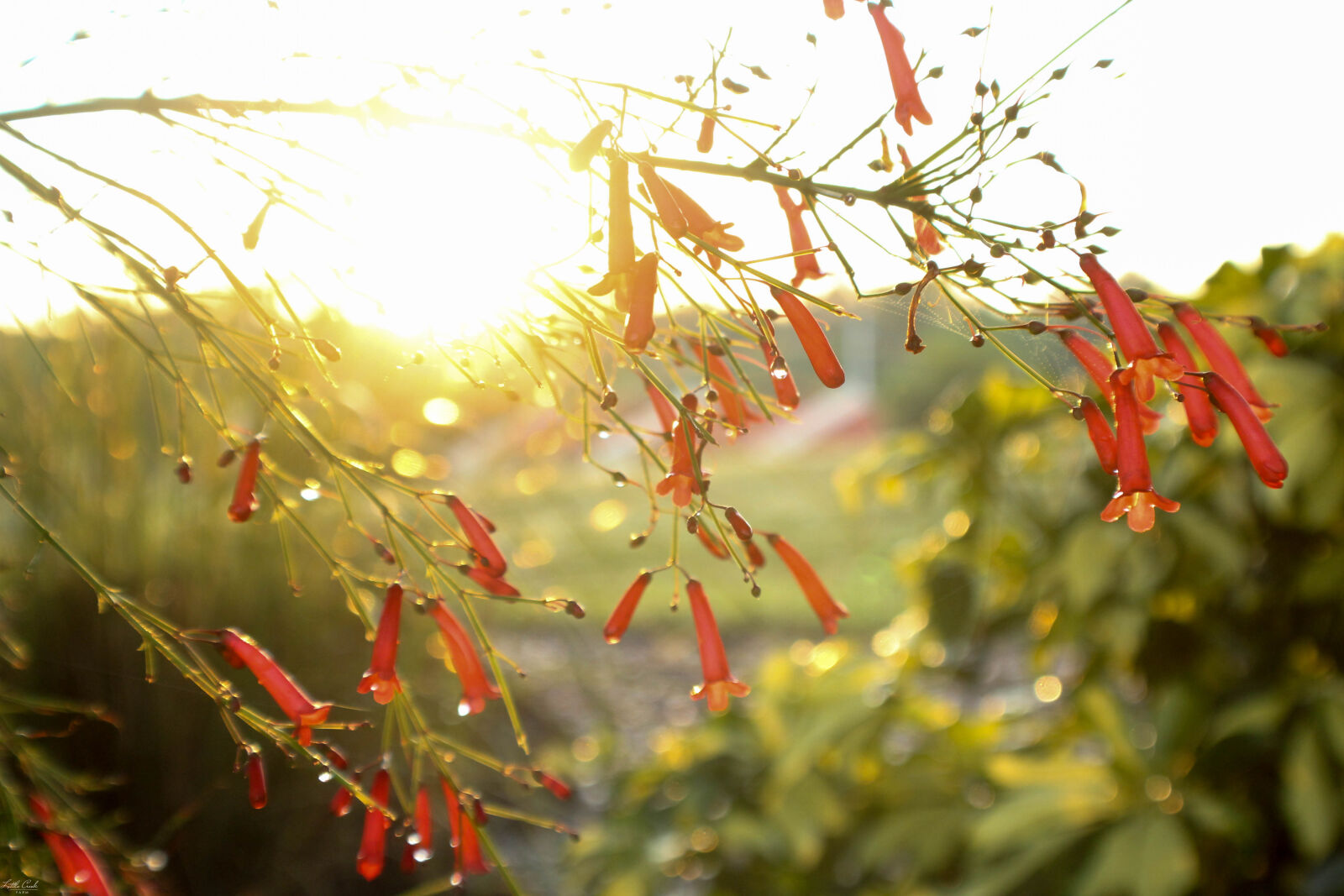 Canon EOS 1200D (EOS Rebel T5 / EOS Kiss X70 / EOS Hi) sample photo. Beautiful, flowers, dew, flowers photography