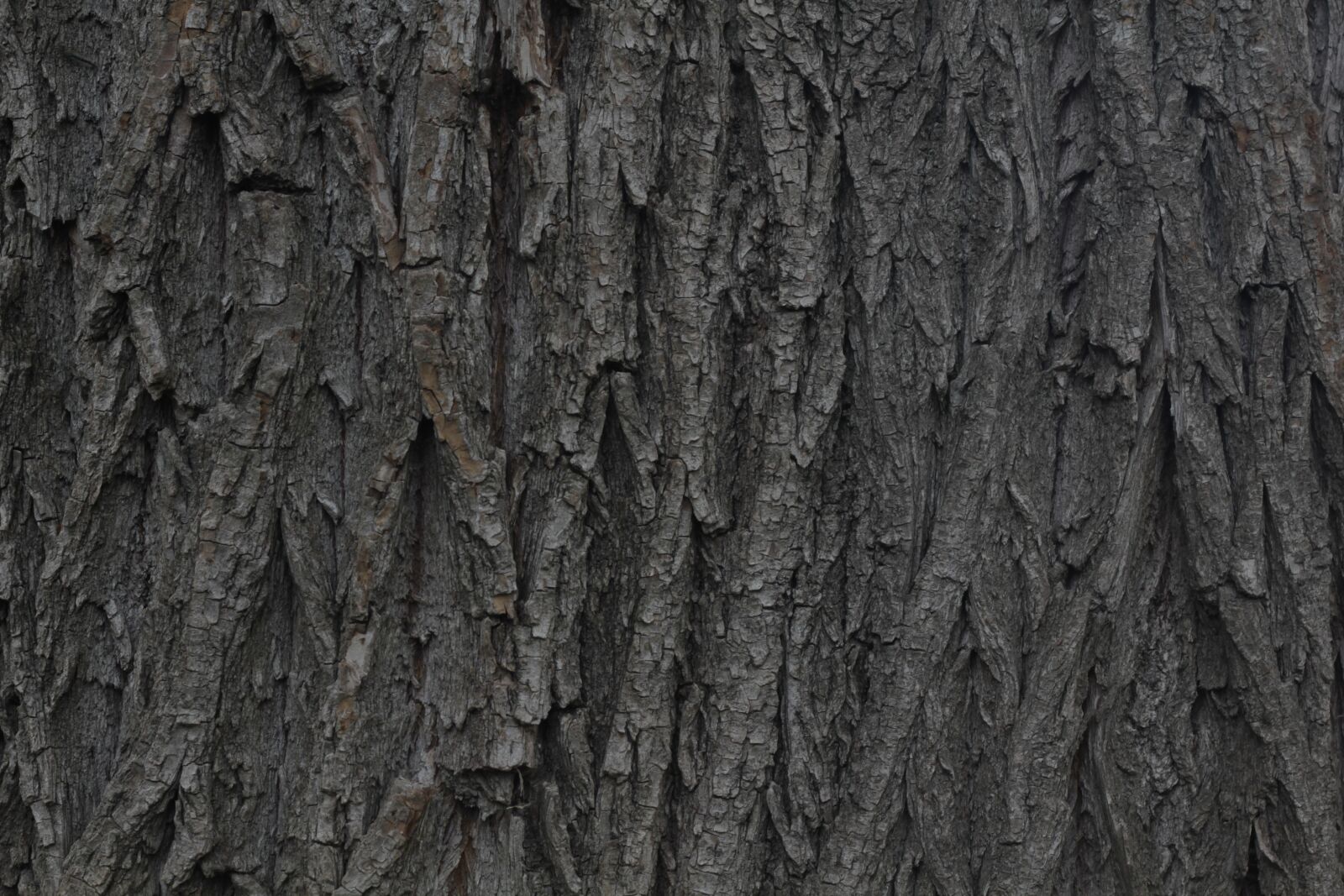 Canon EOS 550D (EOS Rebel T2i / EOS Kiss X4) sample photo. Bark, wood, willow photography