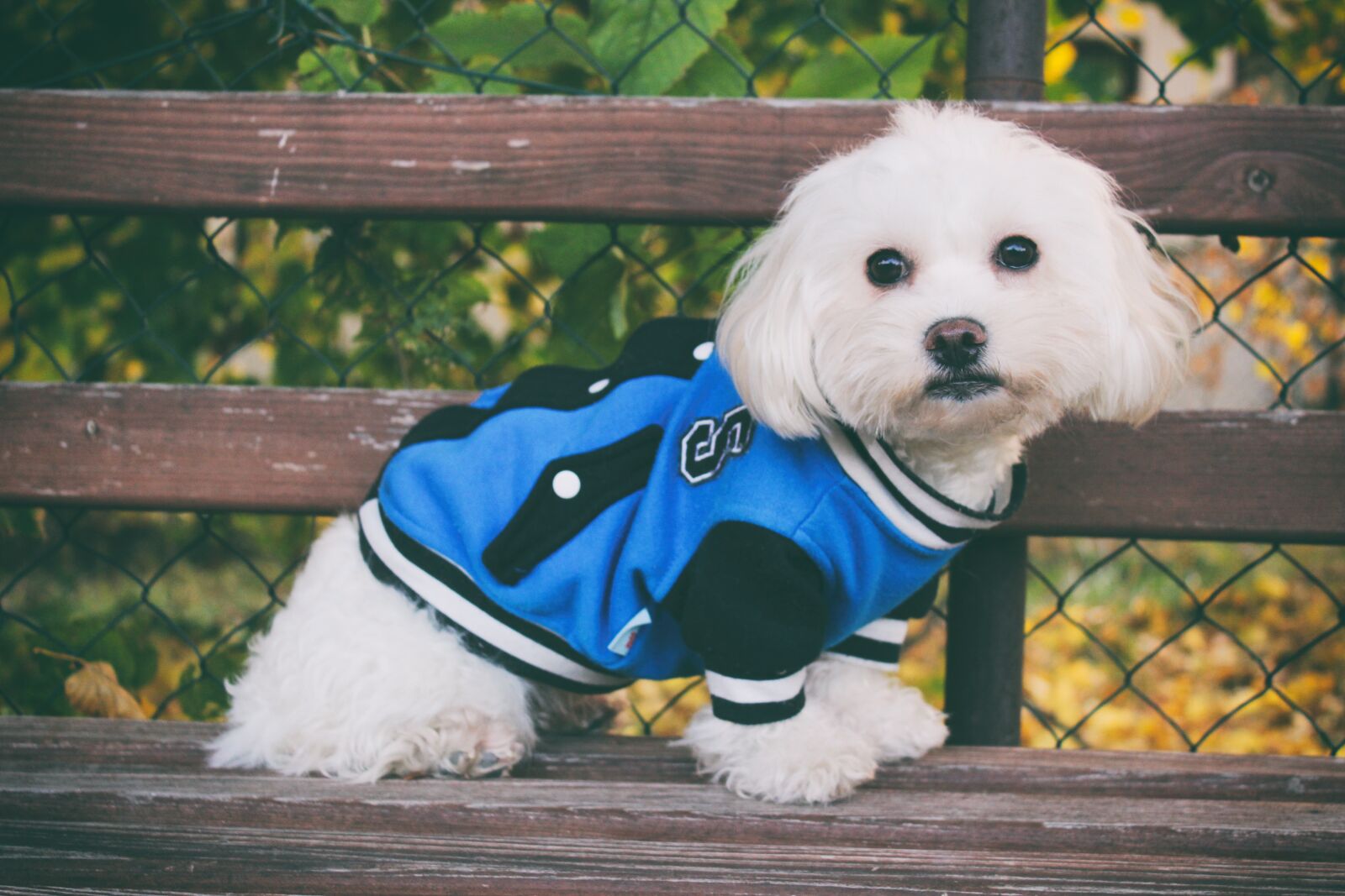 Canon EOS 600D (Rebel EOS T3i / EOS Kiss X5) sample photo. Maltese dog, dog, autumn photography