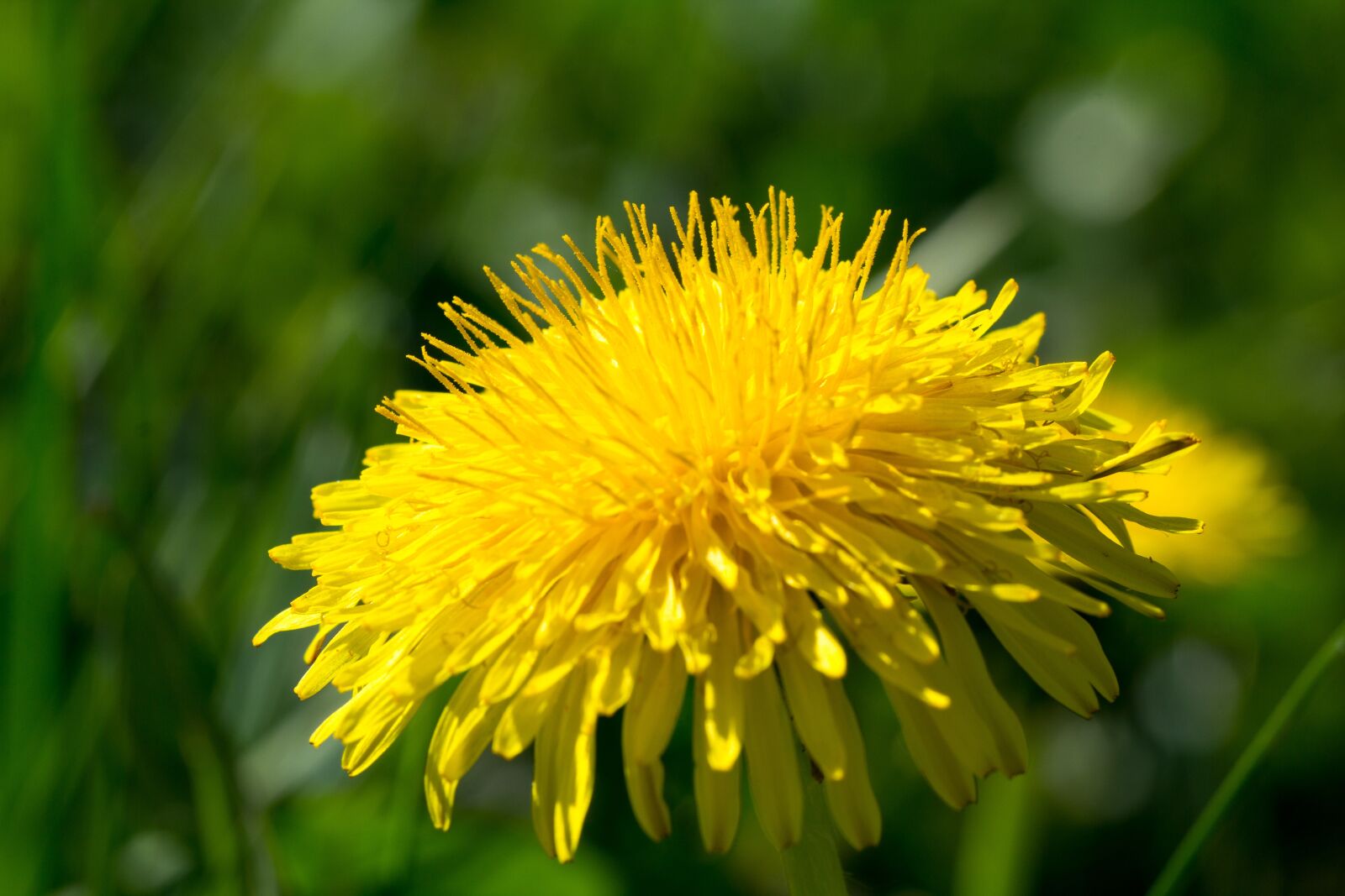 Canon EOS 60D sample photo. Blossom, bloom, spring photography
