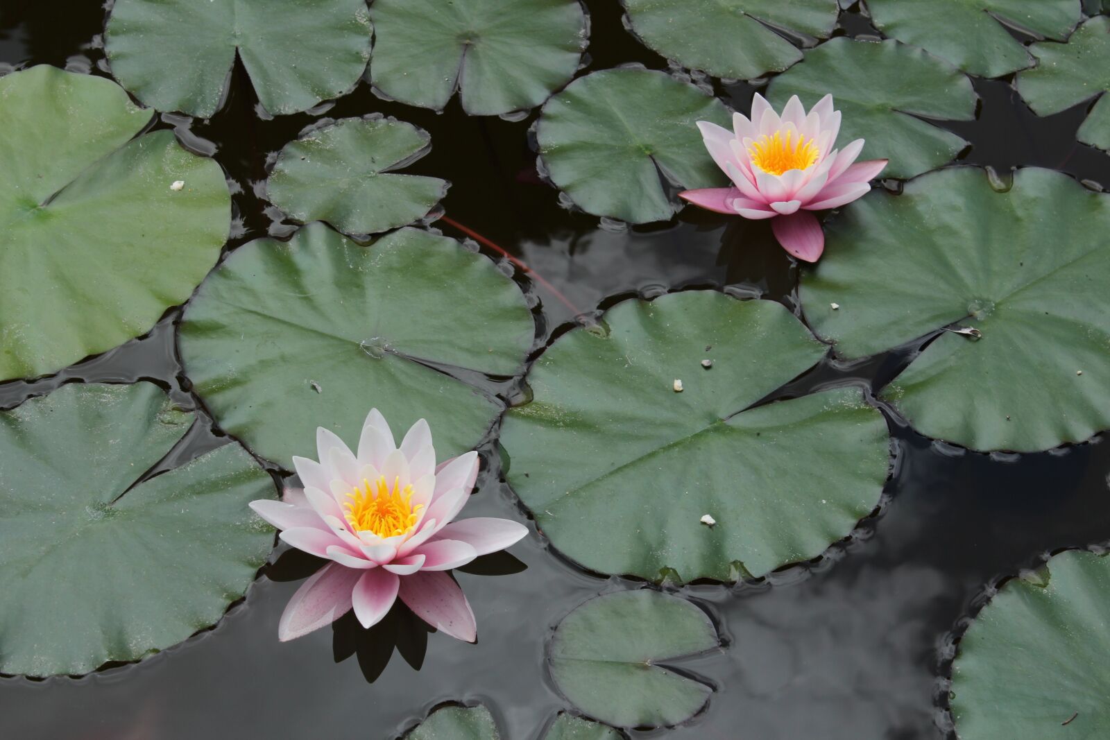 Canon EOS 650D (EOS Rebel T4i / EOS Kiss X6i) sample photo. Nature, flower, pond photography