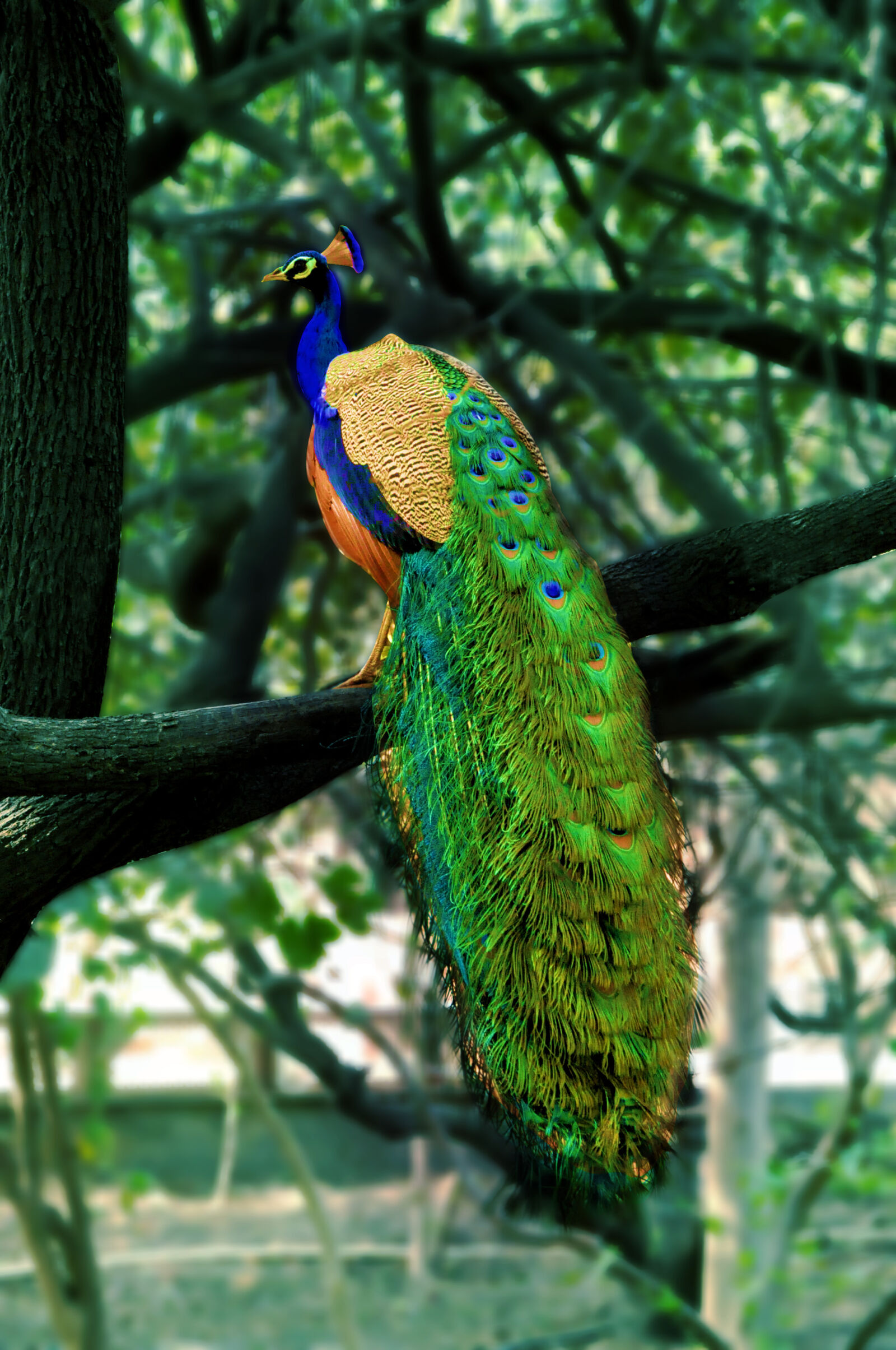 Nikon D90 sample photo. Beak, bird, blue, crown photography