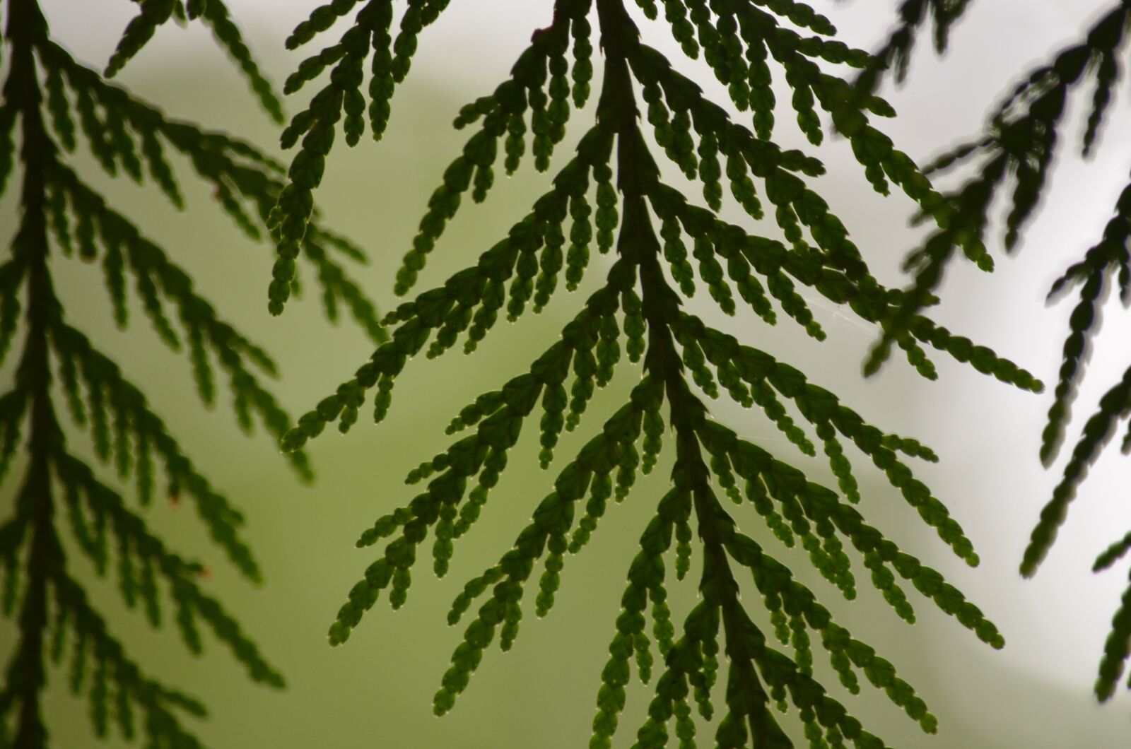 Nikon D5100 sample photo. Cedar, leaf, leaves photography