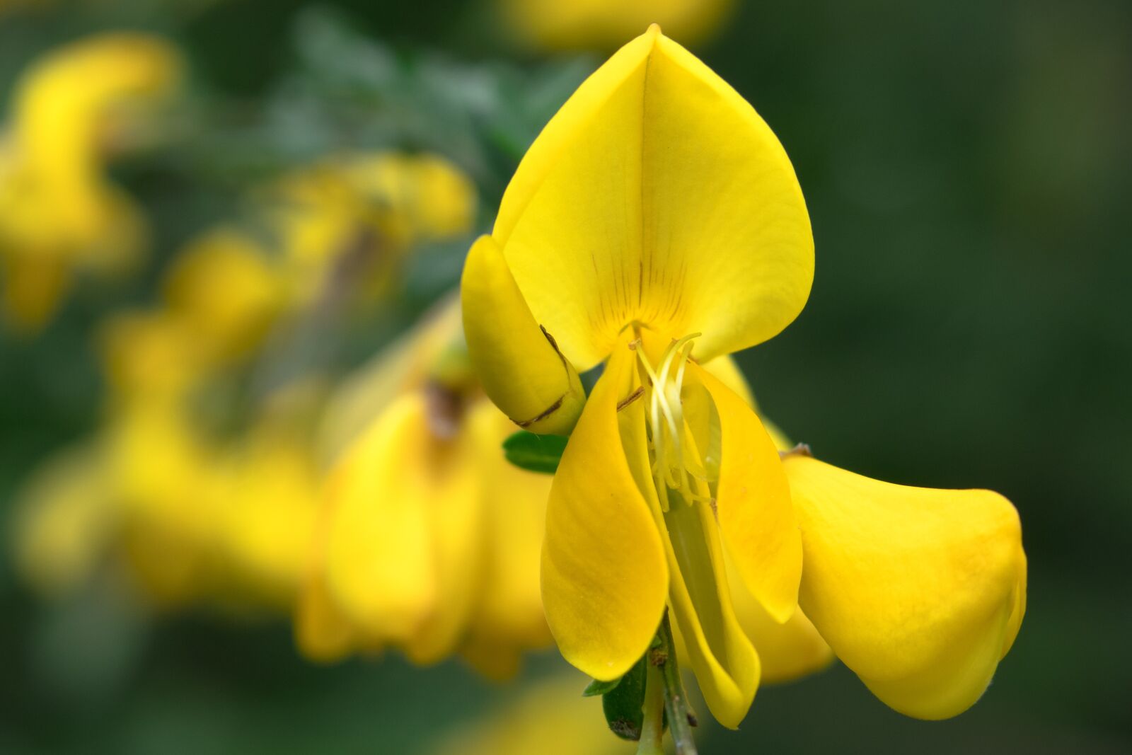 Canon PowerShot G3 X sample photo. Broom, gorse blossom, yellow photography