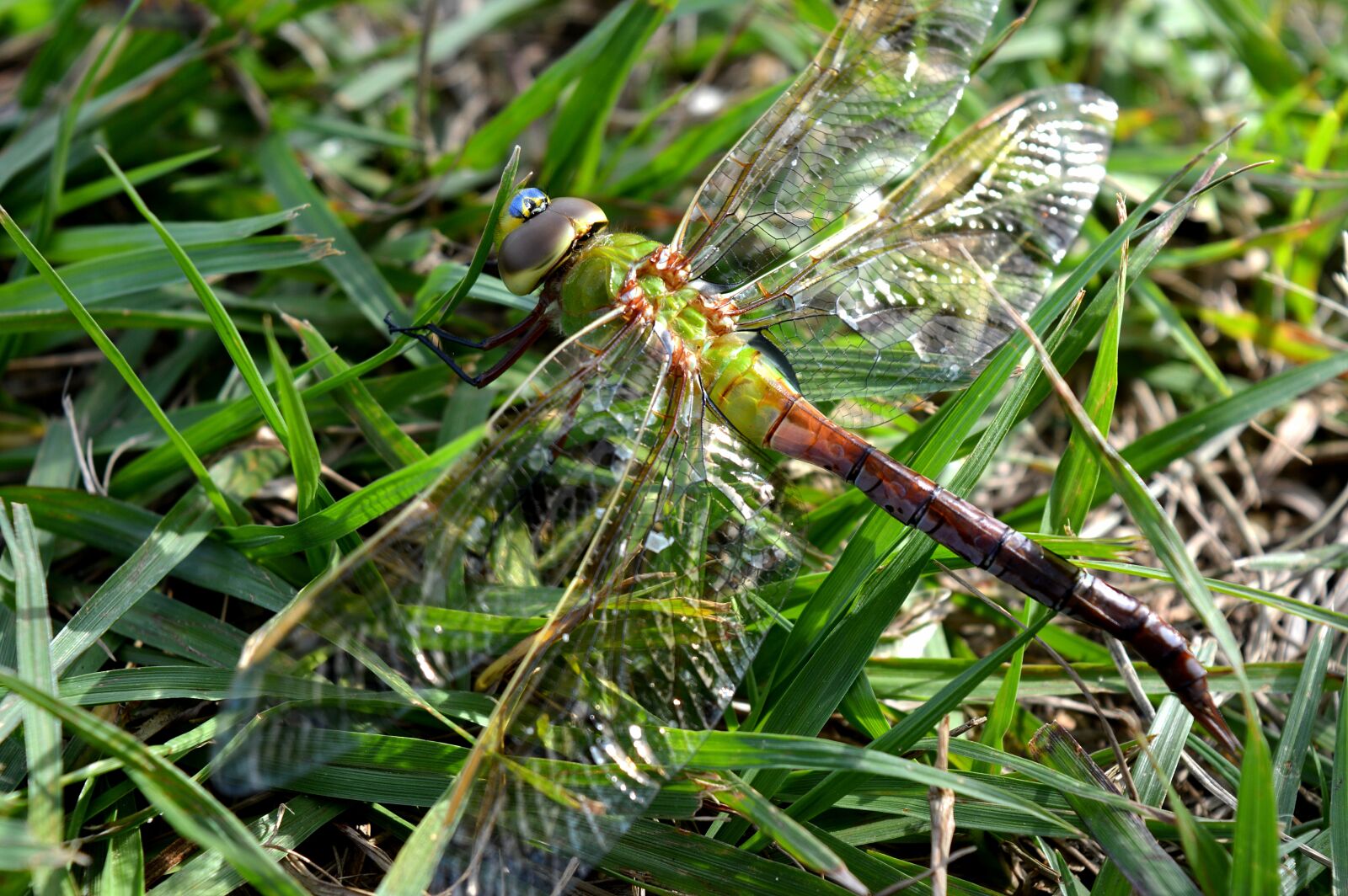 Nikon D3200 sample photo. Dragonfly, nature, insect photography