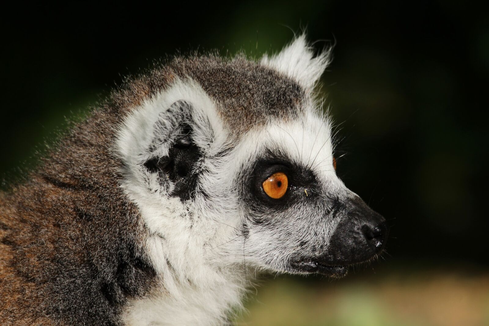 Canon EOS 600D (Rebel EOS T3i / EOS Kiss X5) sample photo. Animal, lemur, wild photography