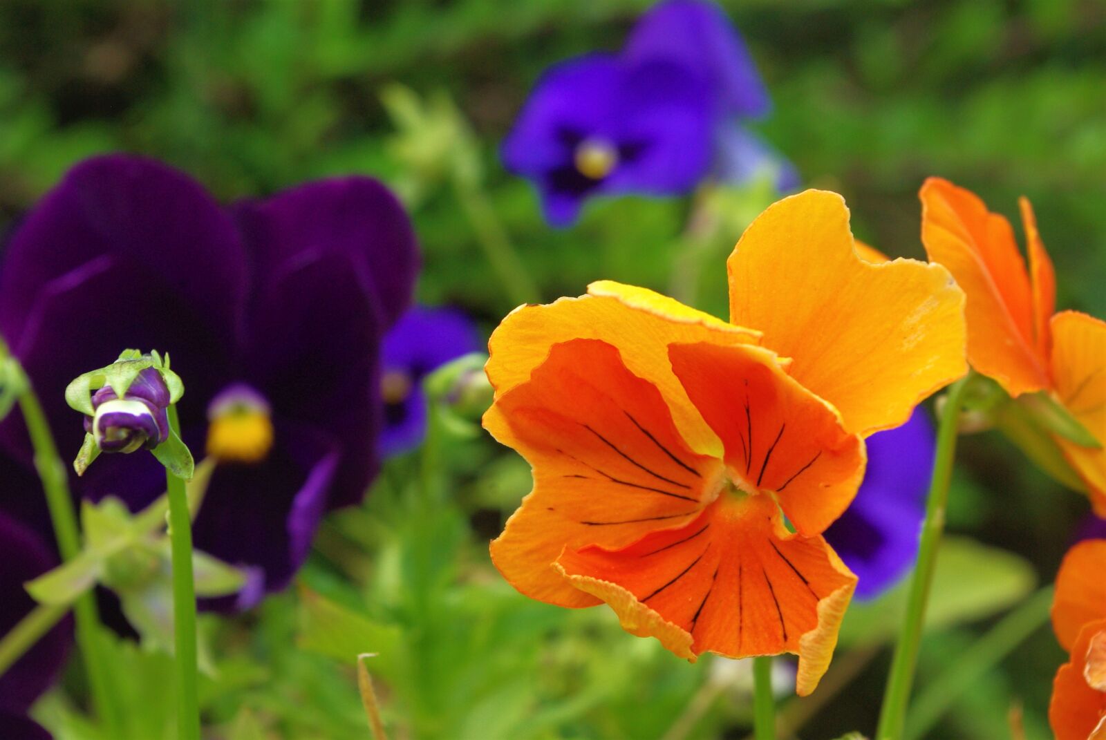 Pentax K-m (K2000) sample photo. Pansy, plant, flower photography