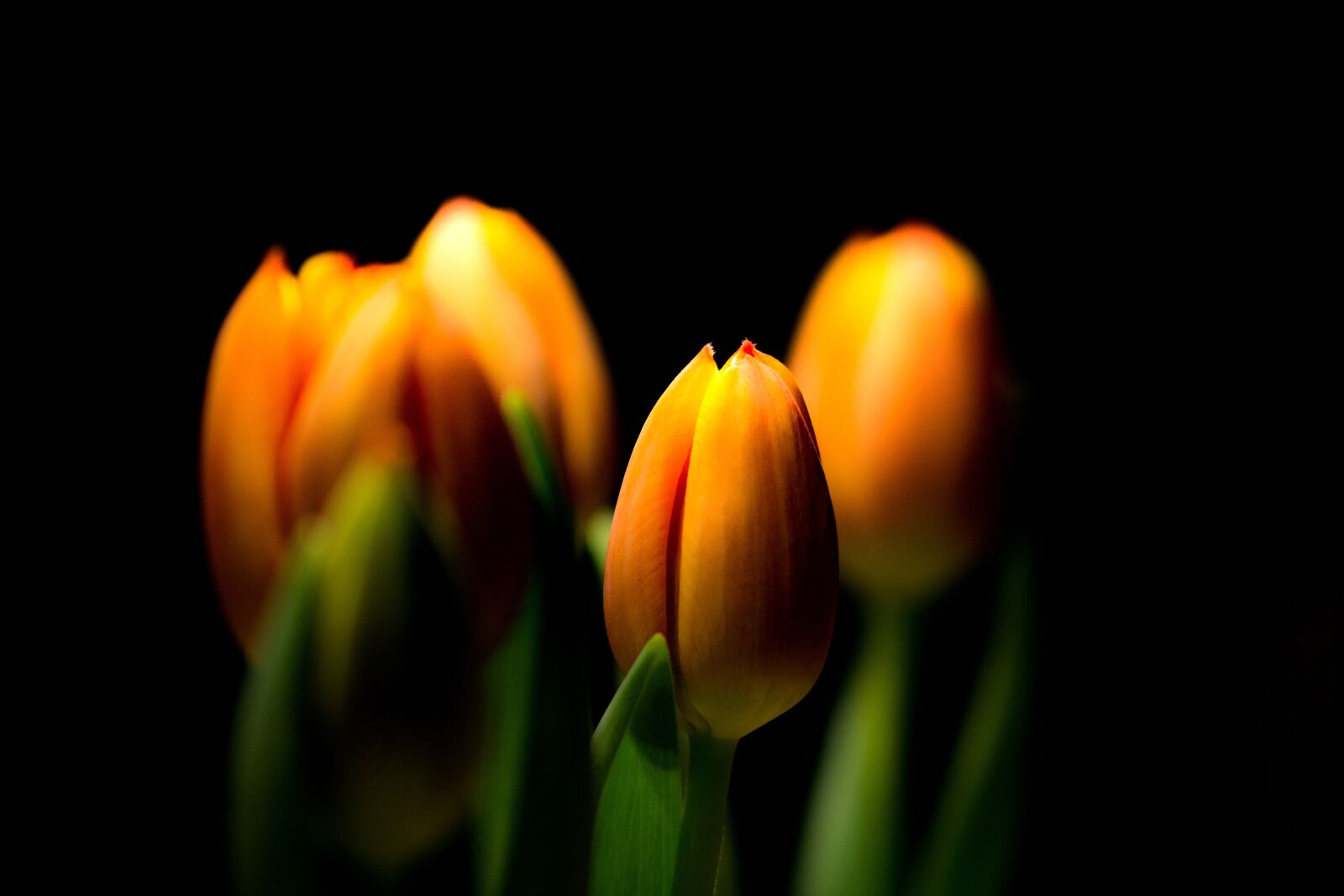 Canon EOS 600D (Rebel EOS T3i / EOS Kiss X5) sample photo. Tulip, nature, flower photography