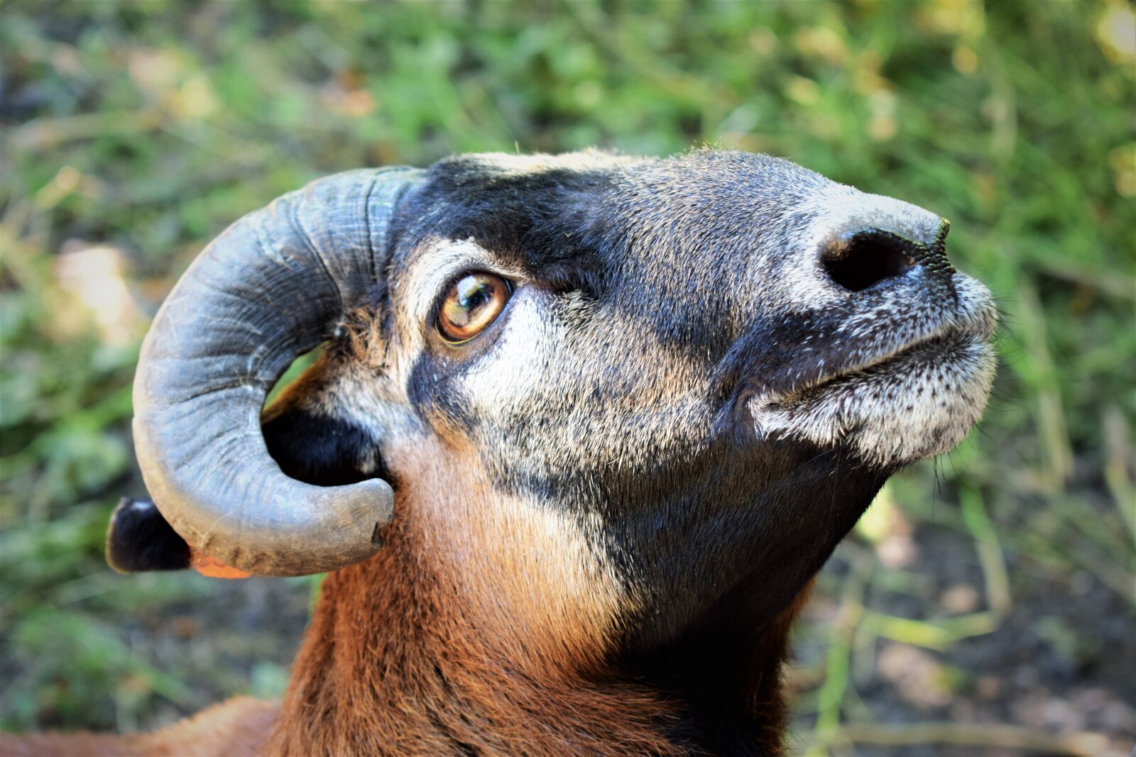 Nikon D3300 sample photo. Head, sheep, corners photography