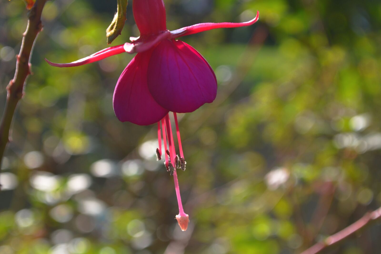 Nikon D3100 sample photo. Blossom, bloom, pink photography