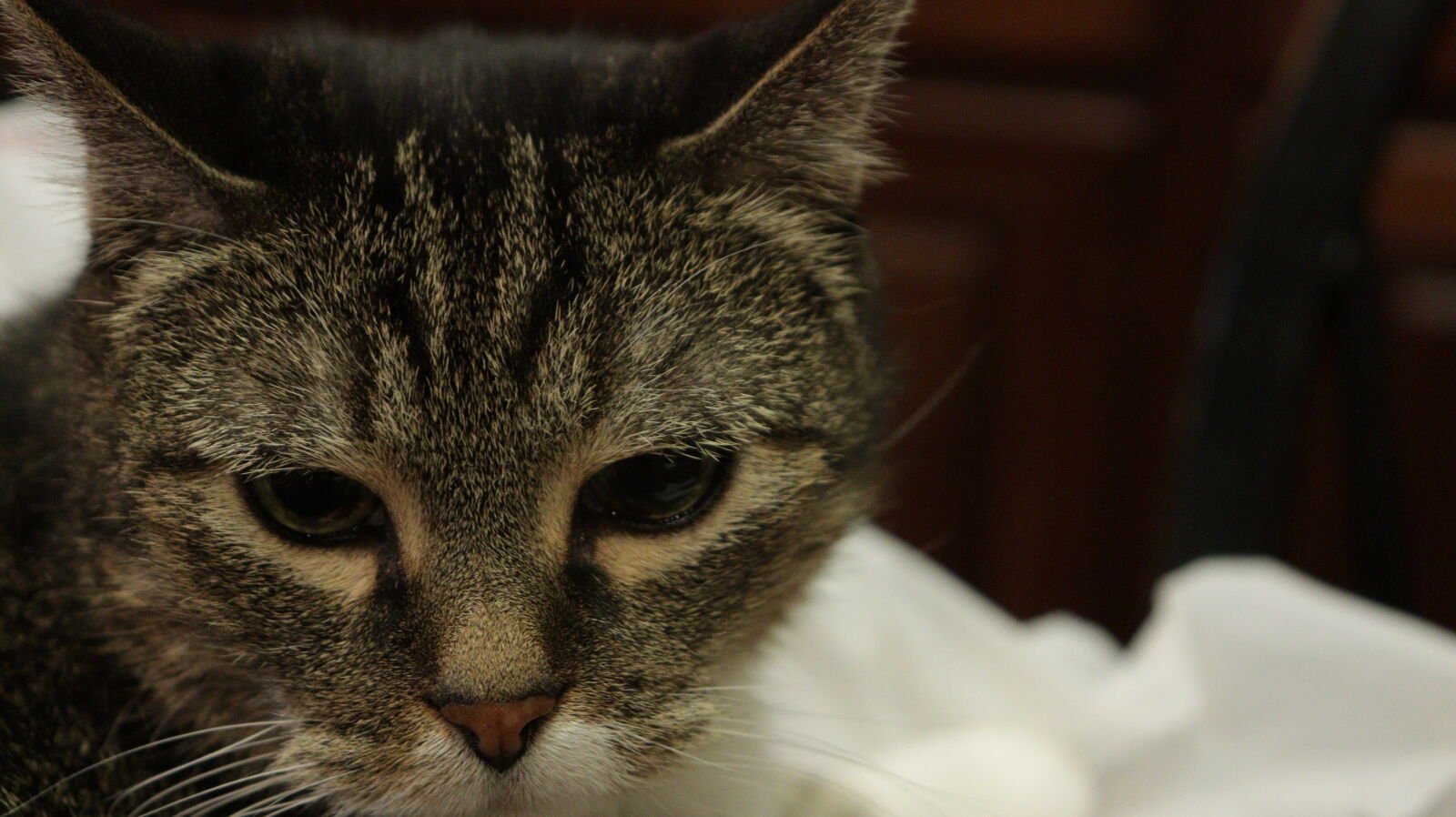 Canon EF-S 18-55mm F4-5.6 IS STM sample photo. Cat, close, up, kitty photography