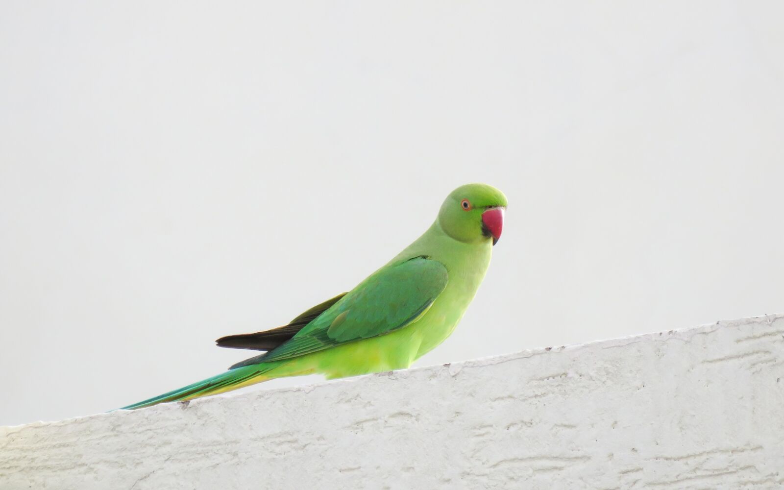Canon PowerShot SX60 HS sample photo. Parrot, parrot green, bird photography