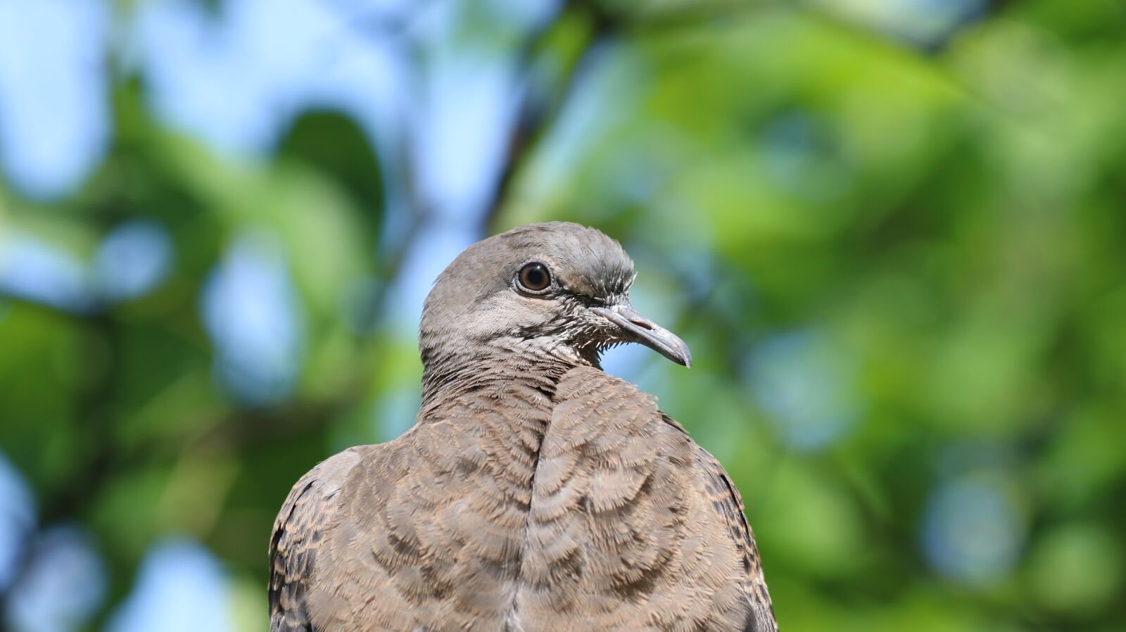 Canon EOS 750D (EOS Rebel T6i / EOS Kiss X8i) sample photo. Nature, new, wildlife photography