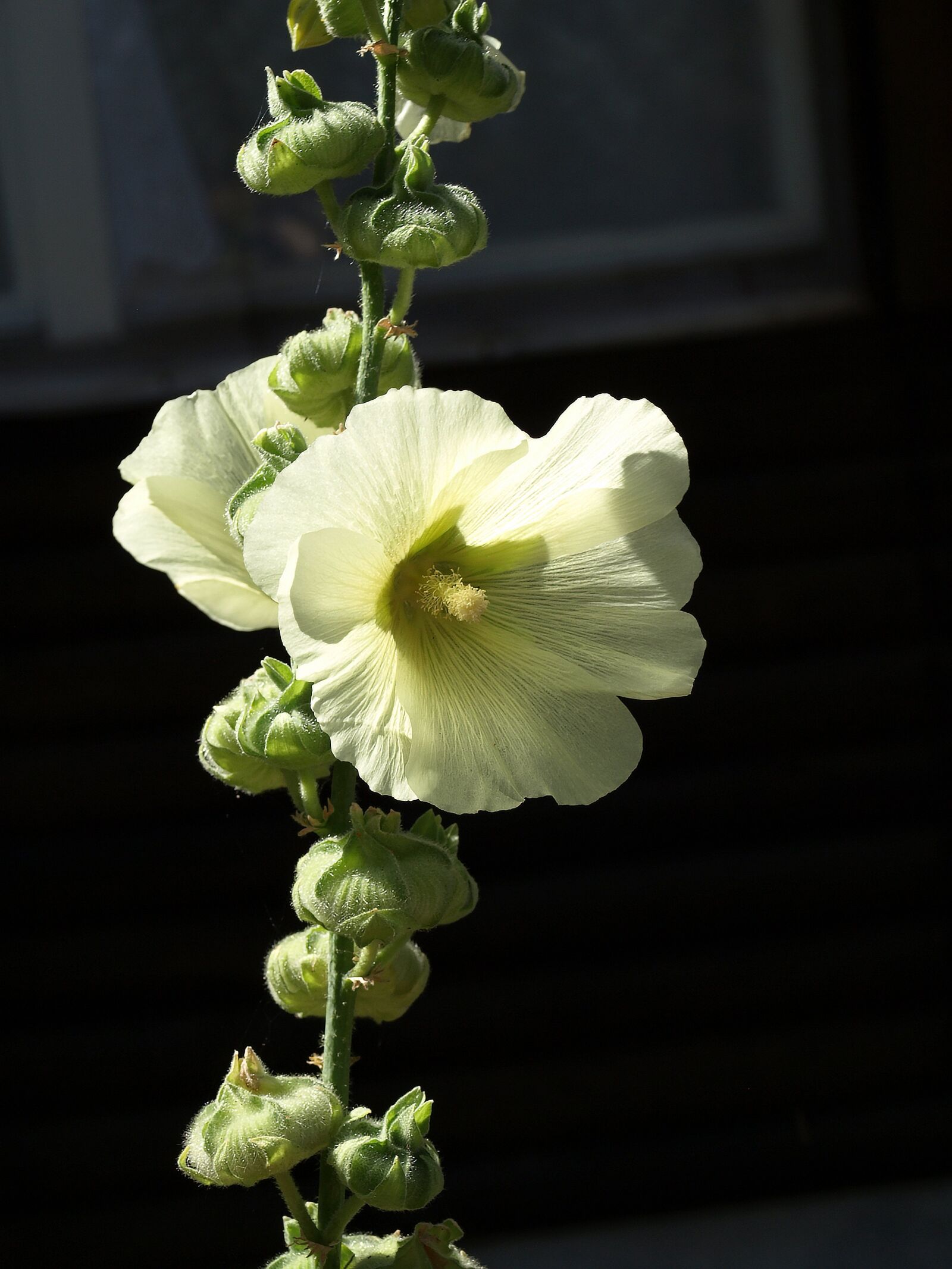 Olympus E-510 (EVOLT E-510) sample photo. Mallow, alcea rosea, flower photography