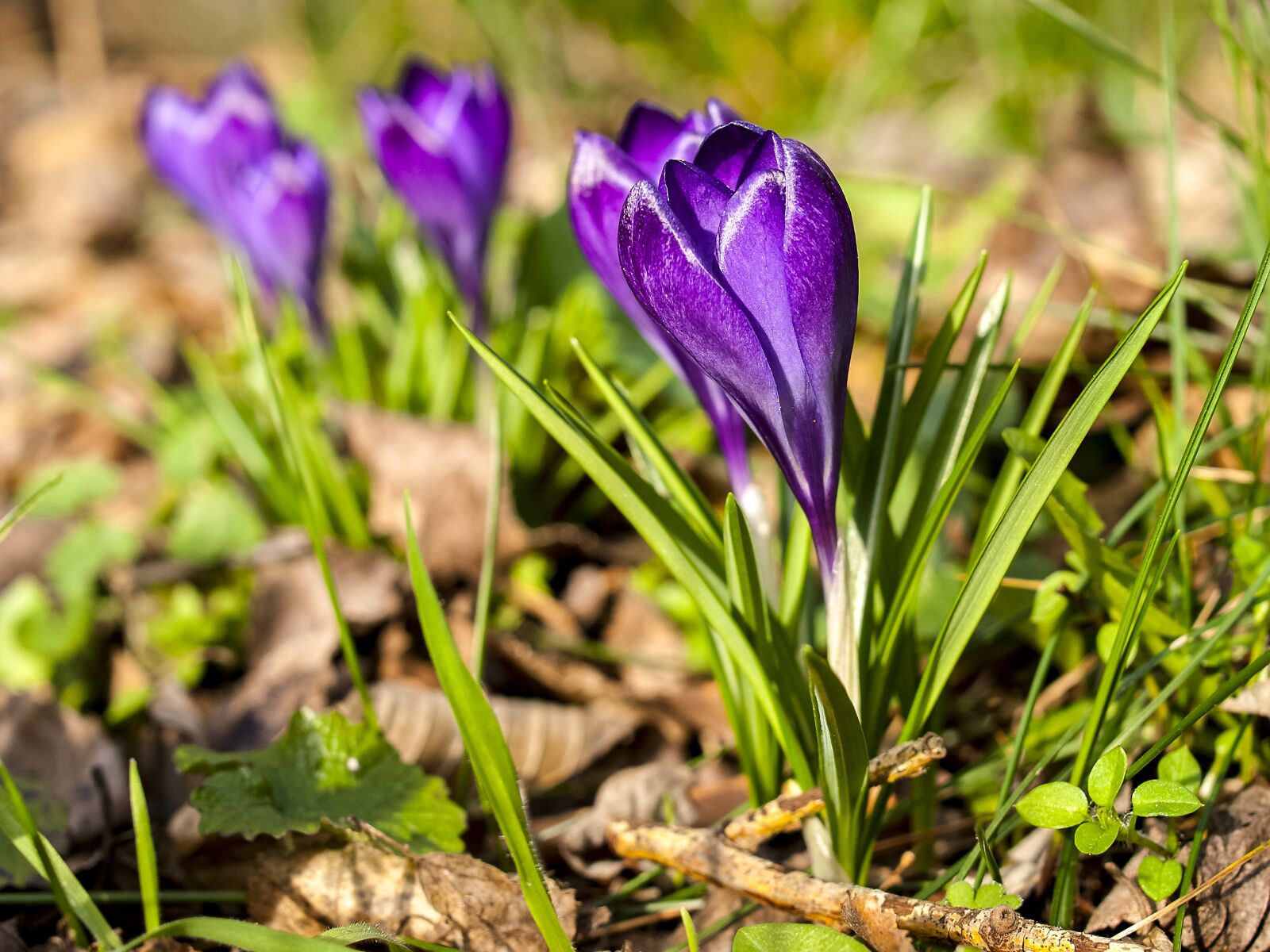 Olympus E-3 sample photo. Crocus, flower, plant photography