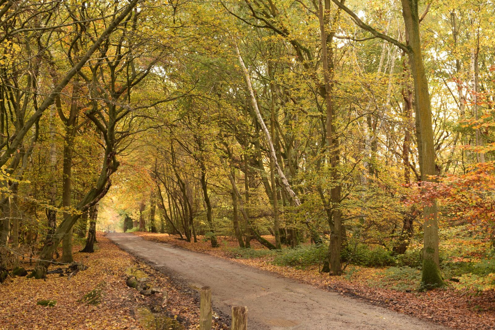 Nikon D3300 sample photo. Autumn, forest, landscape photography