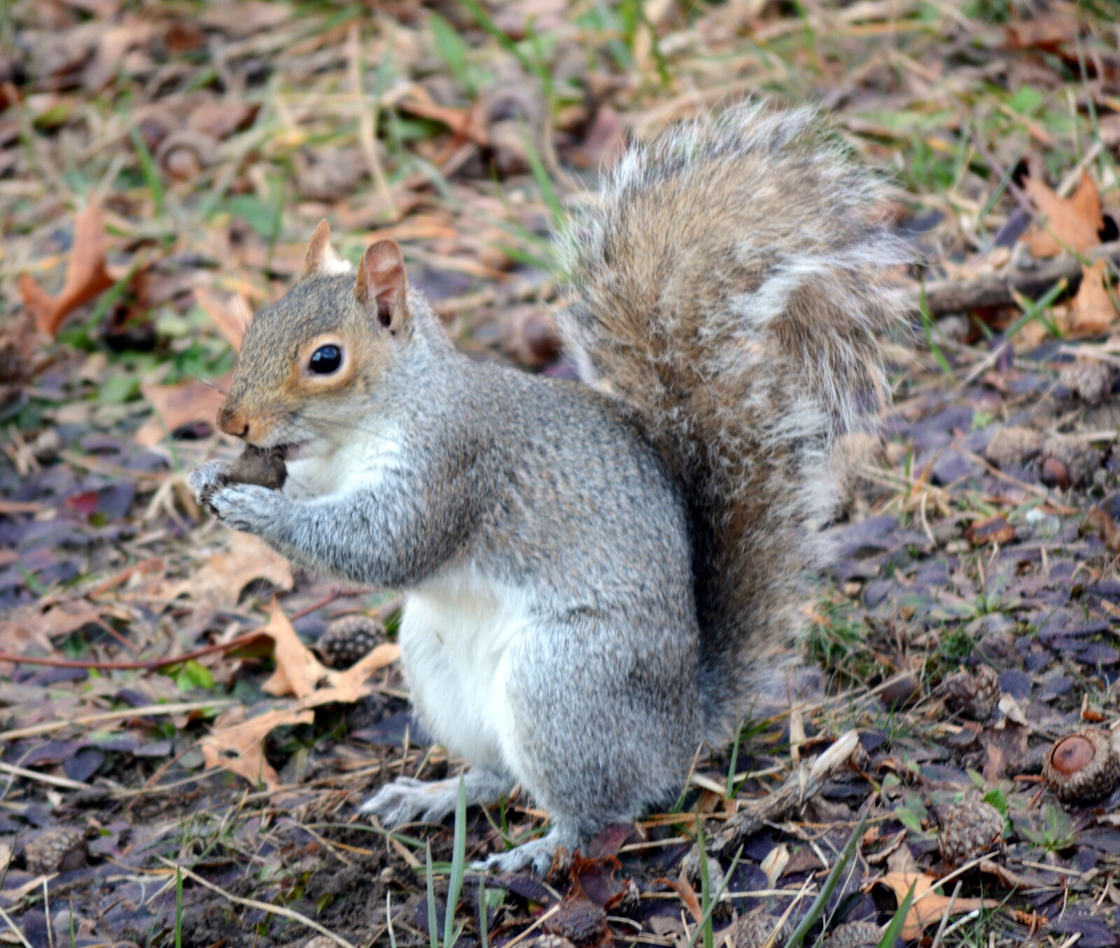 Nikon D5200 sample photo. Animal, fluffy, grey, mammal photography