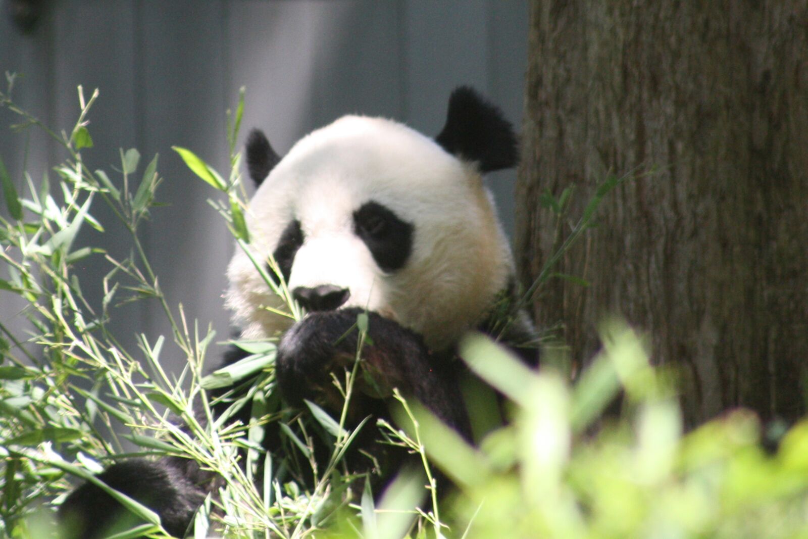 Canon EOS 1000D (EOS Digital Rebel XS / EOS Kiss F) sample photo. Panda, smithsonian national zoo photography