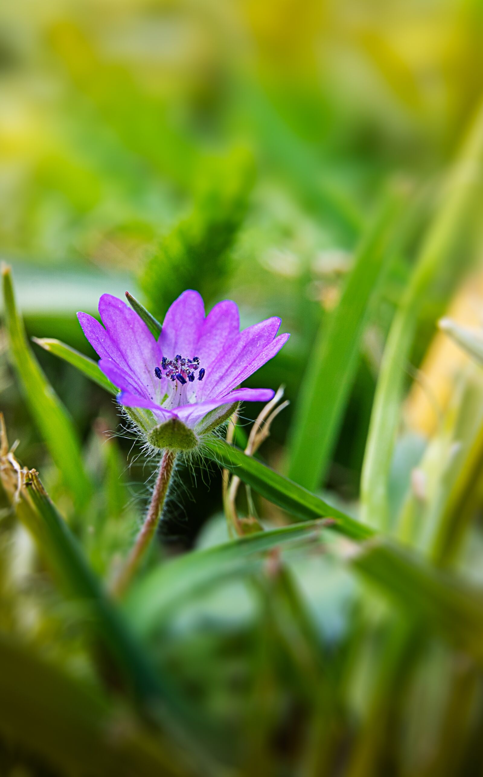 Sony a7 III + Tamron 28-75mm F2.8 Di III RXD sample photo. Flower, macro, flora photography