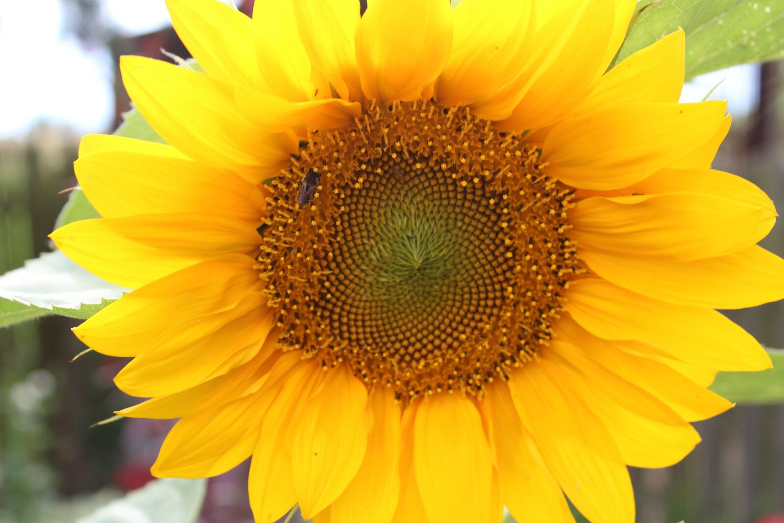 Canon EOS 1300D (EOS Rebel T6 / EOS Kiss X80) sample photo. Sunflower, macro, nature photography