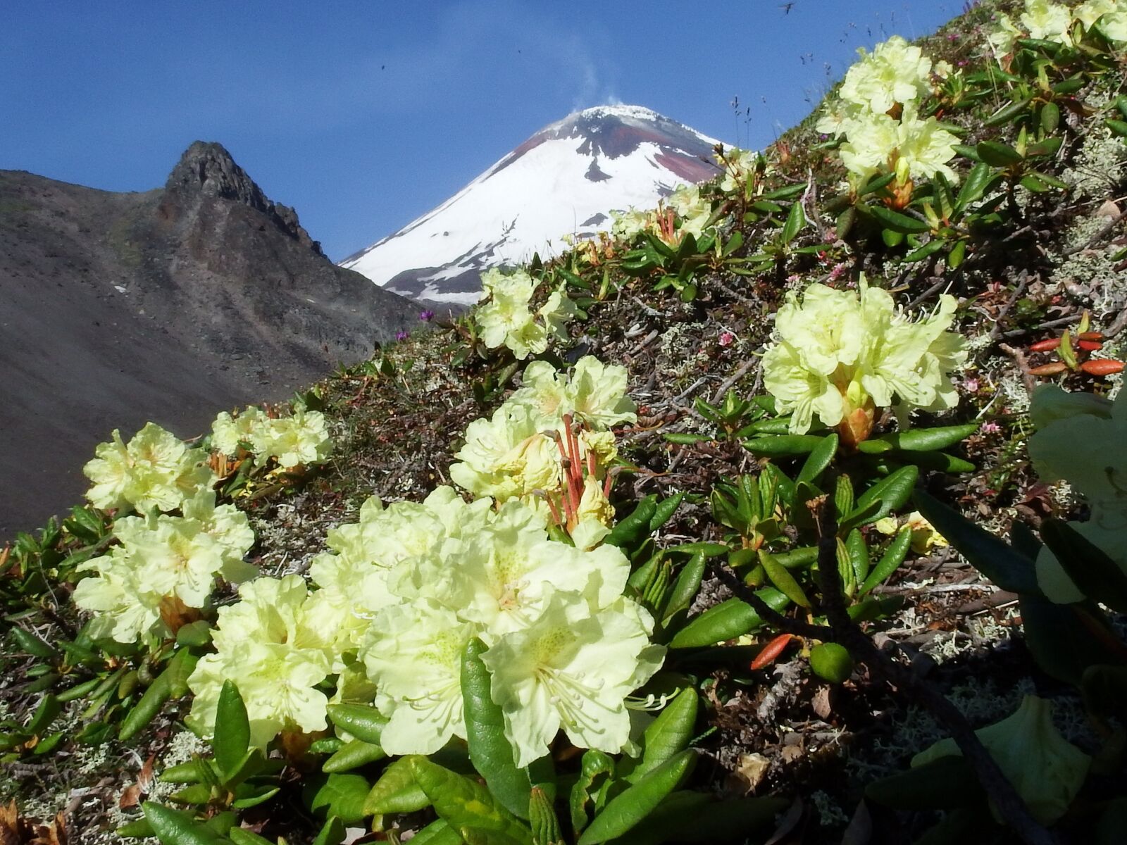 Fujifilm FinePix S1 sample photo. Volcano, the foot, flowers photography