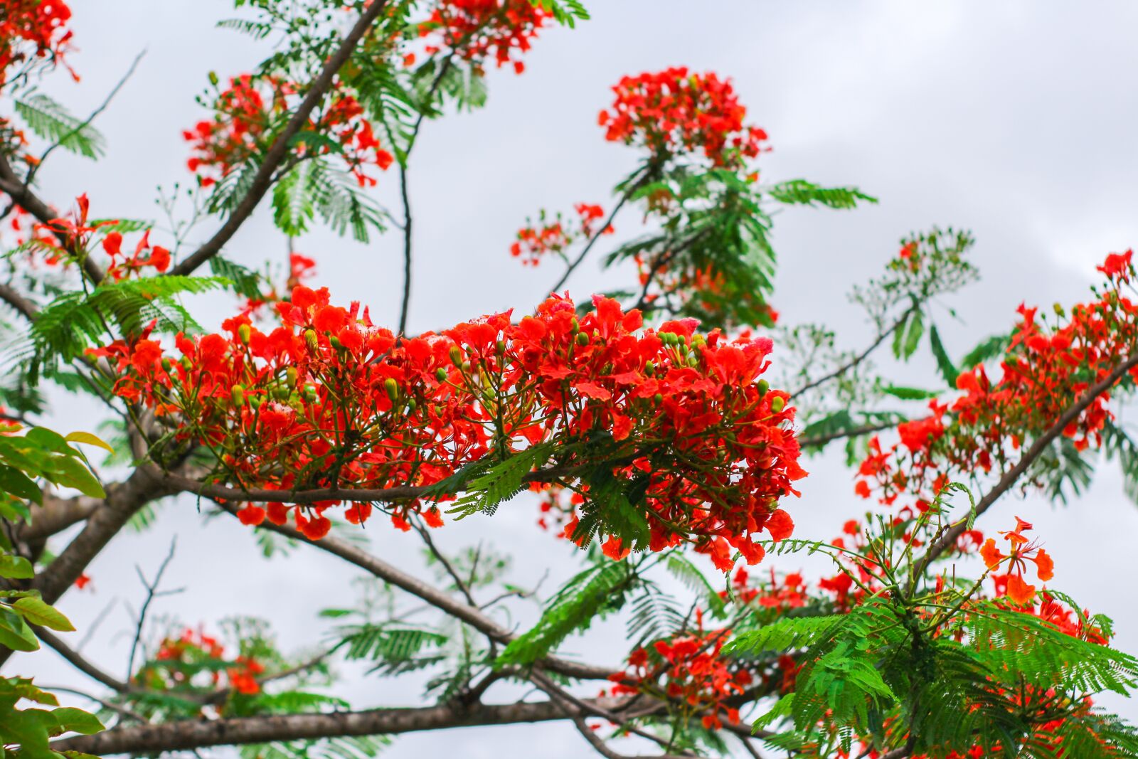 Canon EOS 1200D (EOS Rebel T5 / EOS Kiss X70 / EOS Hi) sample photo. Phoenix flower, red flower photography