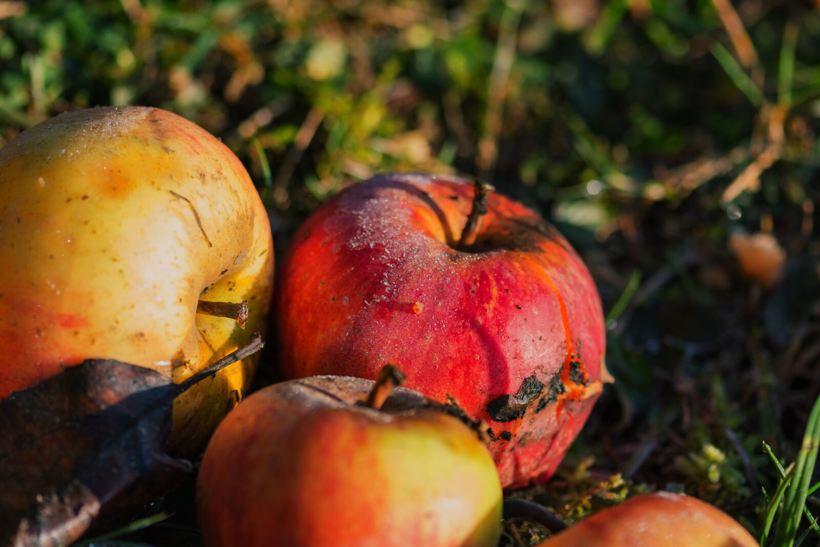 Nikon D7200 sample photo. Apple, windfall, fruit photography
