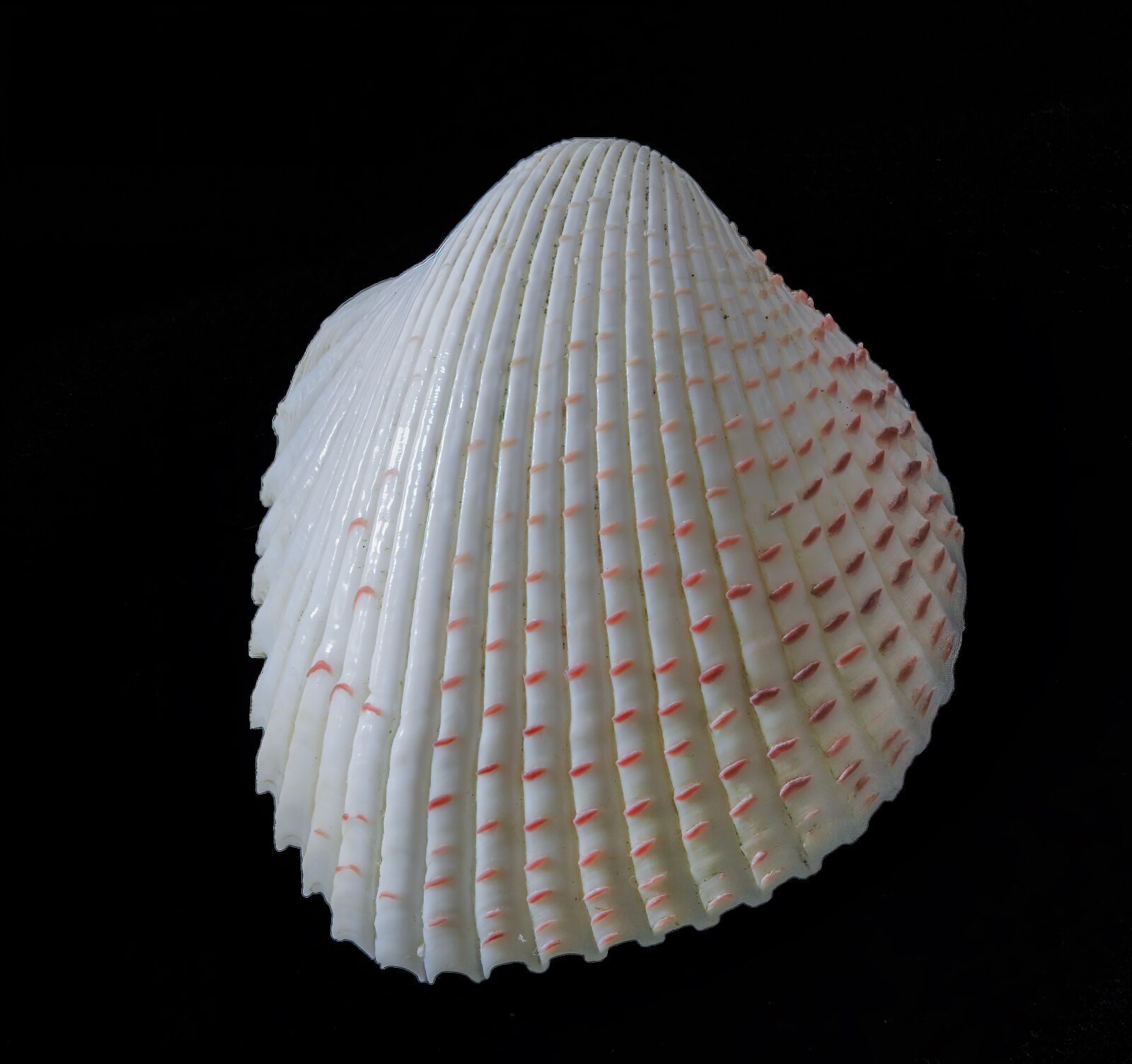 Canon EOS 400D (EOS Digital Rebel XTi / EOS Kiss Digital X) sample photo. Seashell, pattern, form photography