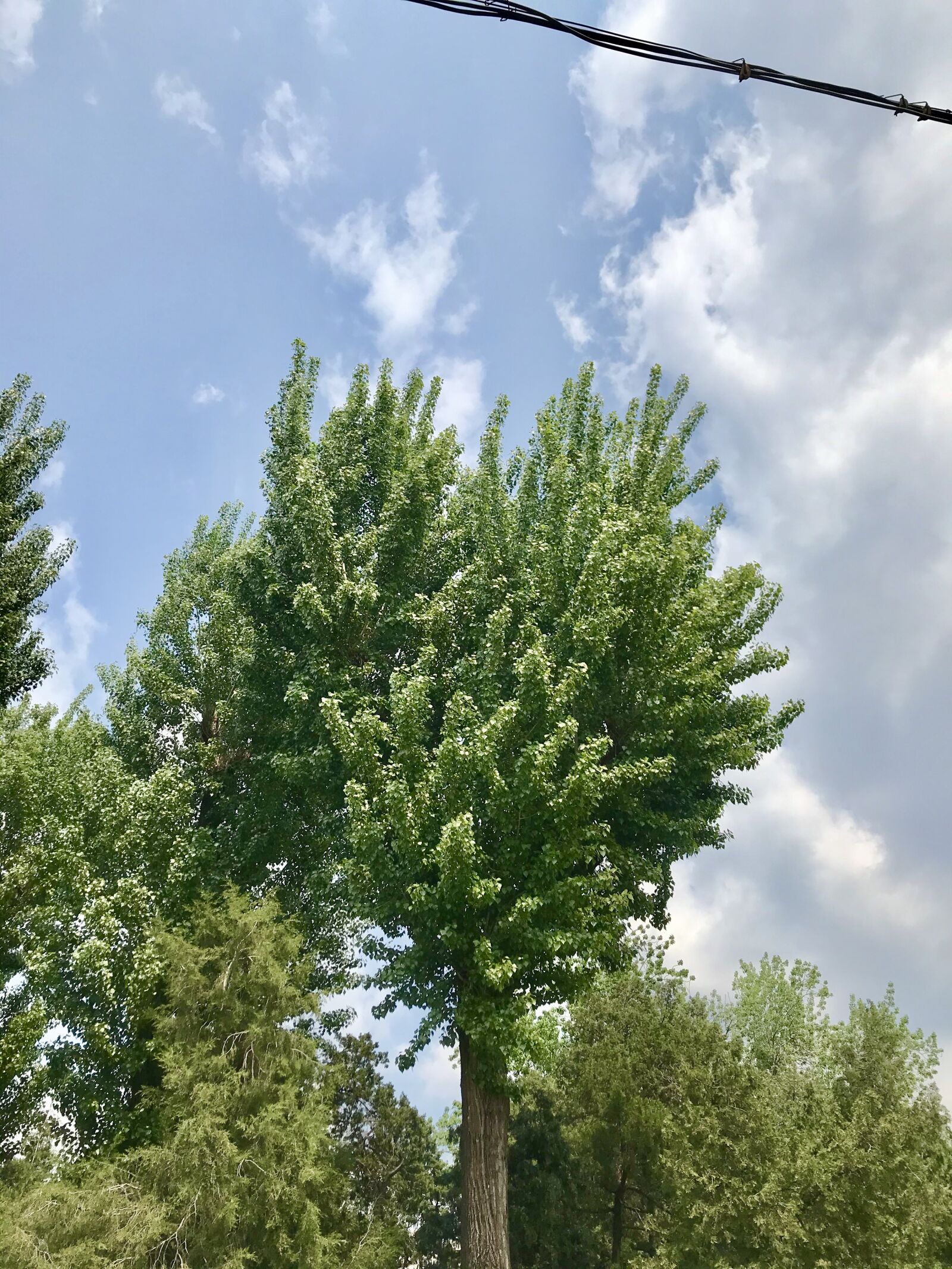 Apple iPhone 7 Plus sample photo