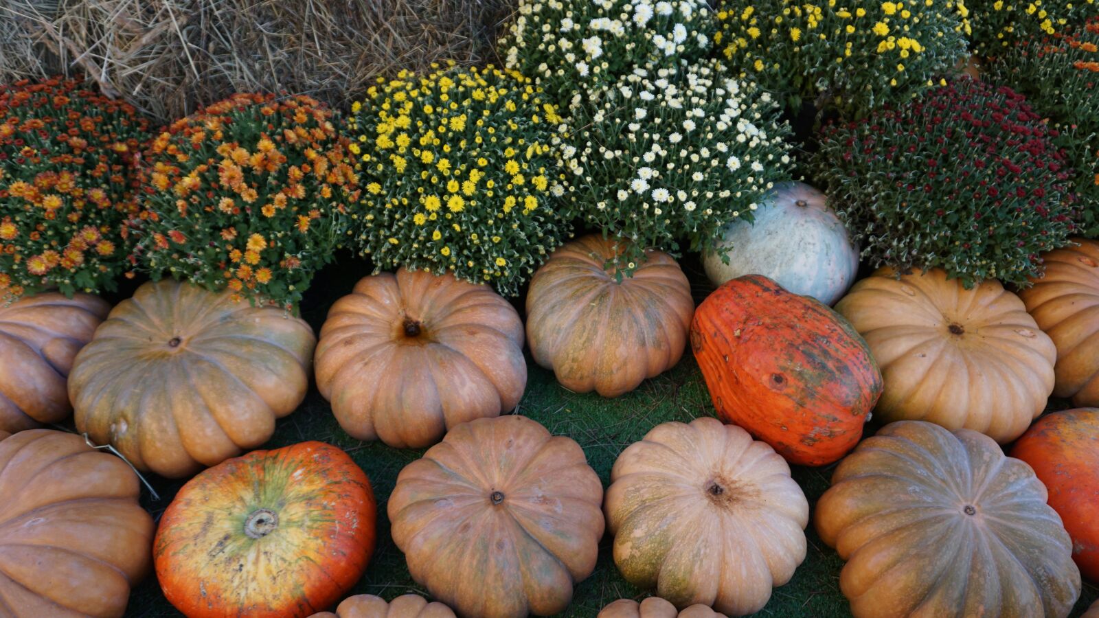 Sony a6000 sample photo. Pumpkin, fall, autumn photography