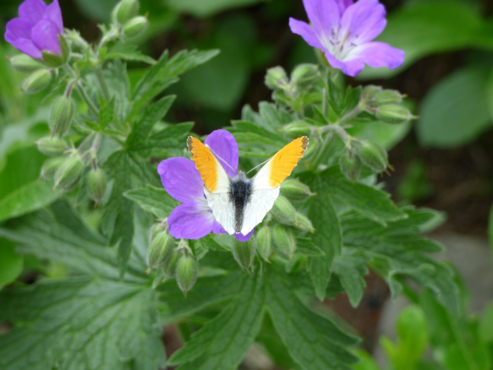 Panasonic DMC-FZ72 sample photo. Butterfly, blossom, bloom photography