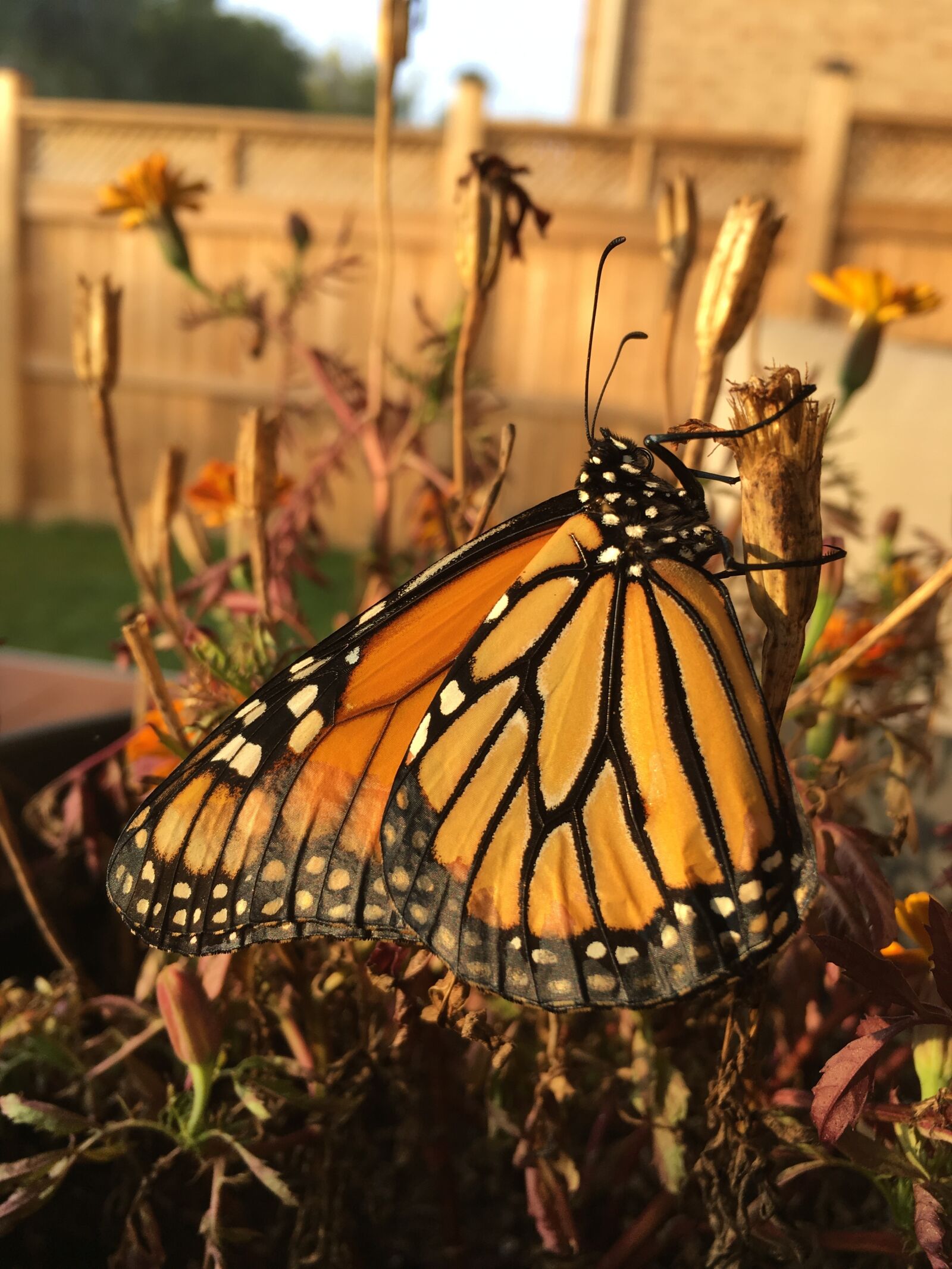 Apple iPhone 6s sample photo. Monarch butterfly, butterfly, monarch photography