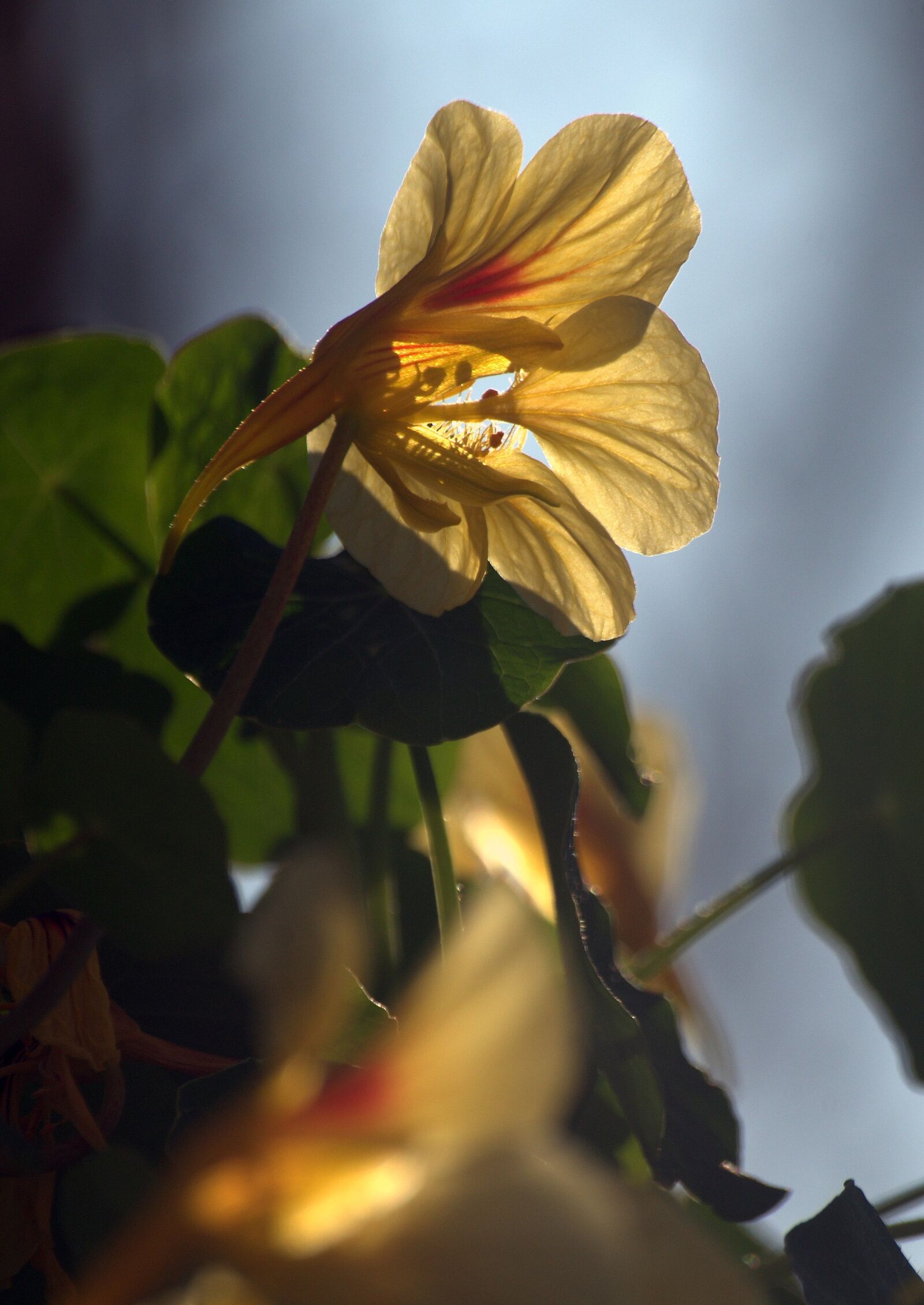 Pentax K-30 sample photo. Blossom, bloom, flower photography