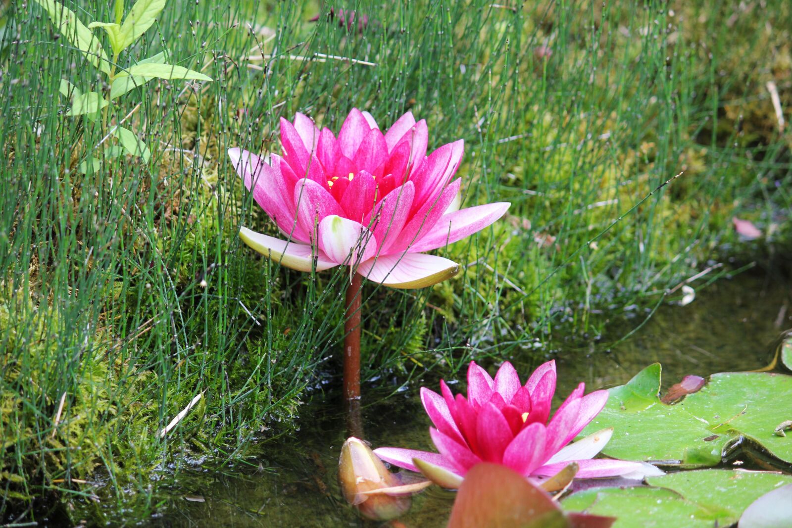 Canon EOS 550D (EOS Rebel T2i / EOS Kiss X4) sample photo. Water lily, pink, aquatic photography