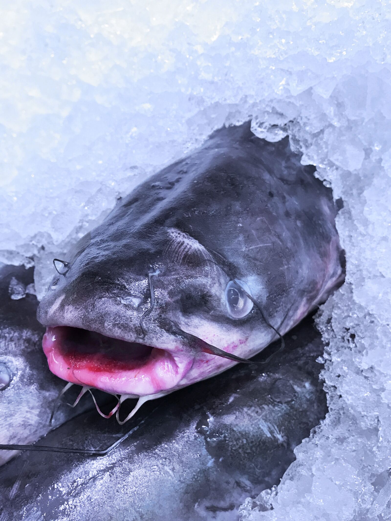 Apple iPhone 7 sample photo. Fish, ice, food photography