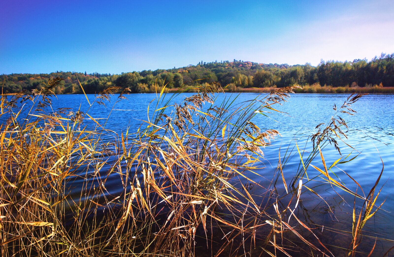 Canon EOS 5D Mark III sample photo. Autumn, orange, leaves photography