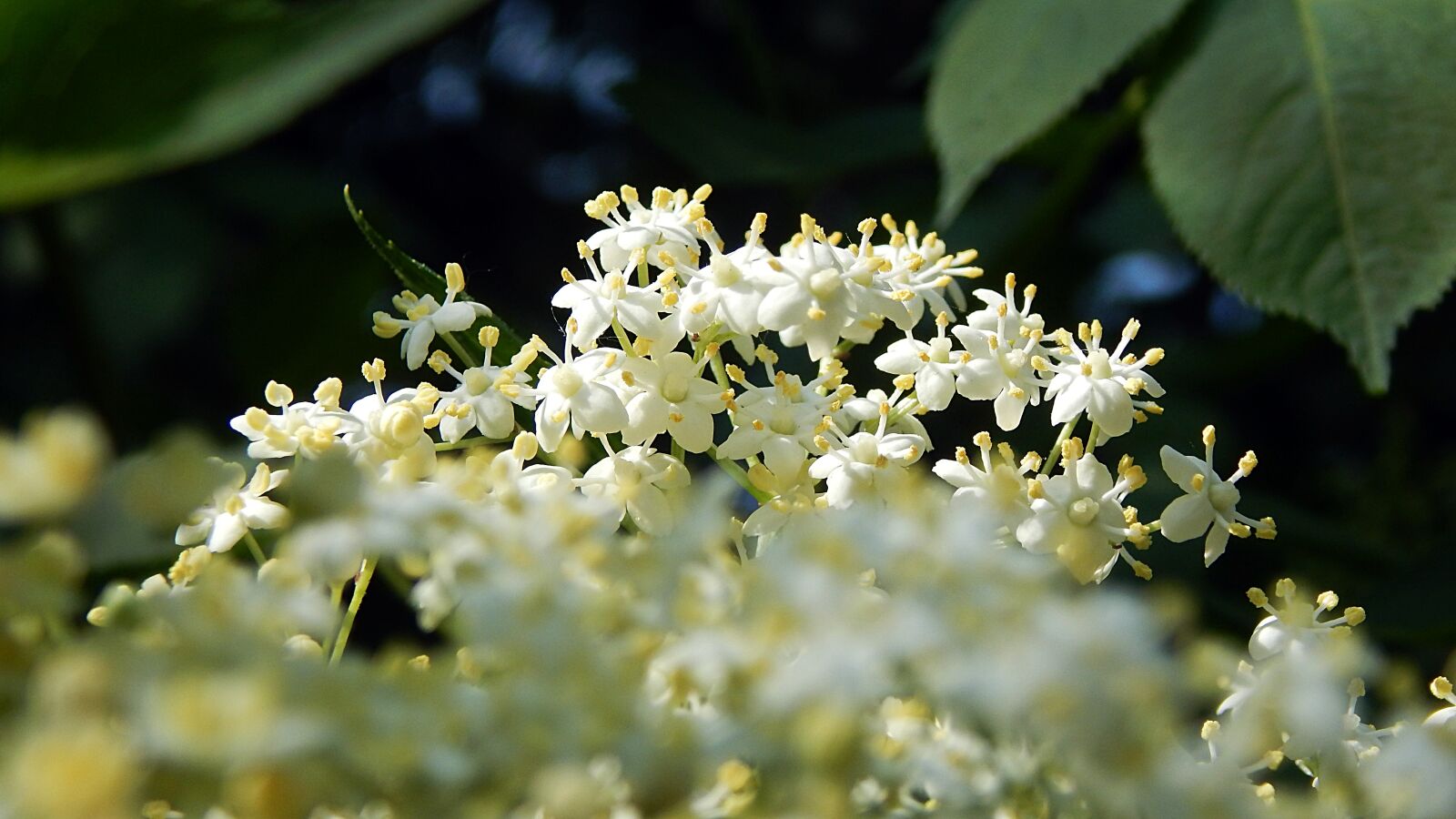 Nikon Coolpix L830 sample photo. Nature, flower, plant photography