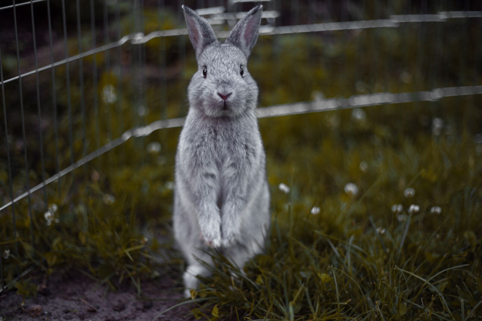 Canon EF 50mm F1.8 II sample photo. Rabbit, rodents, mammal photography