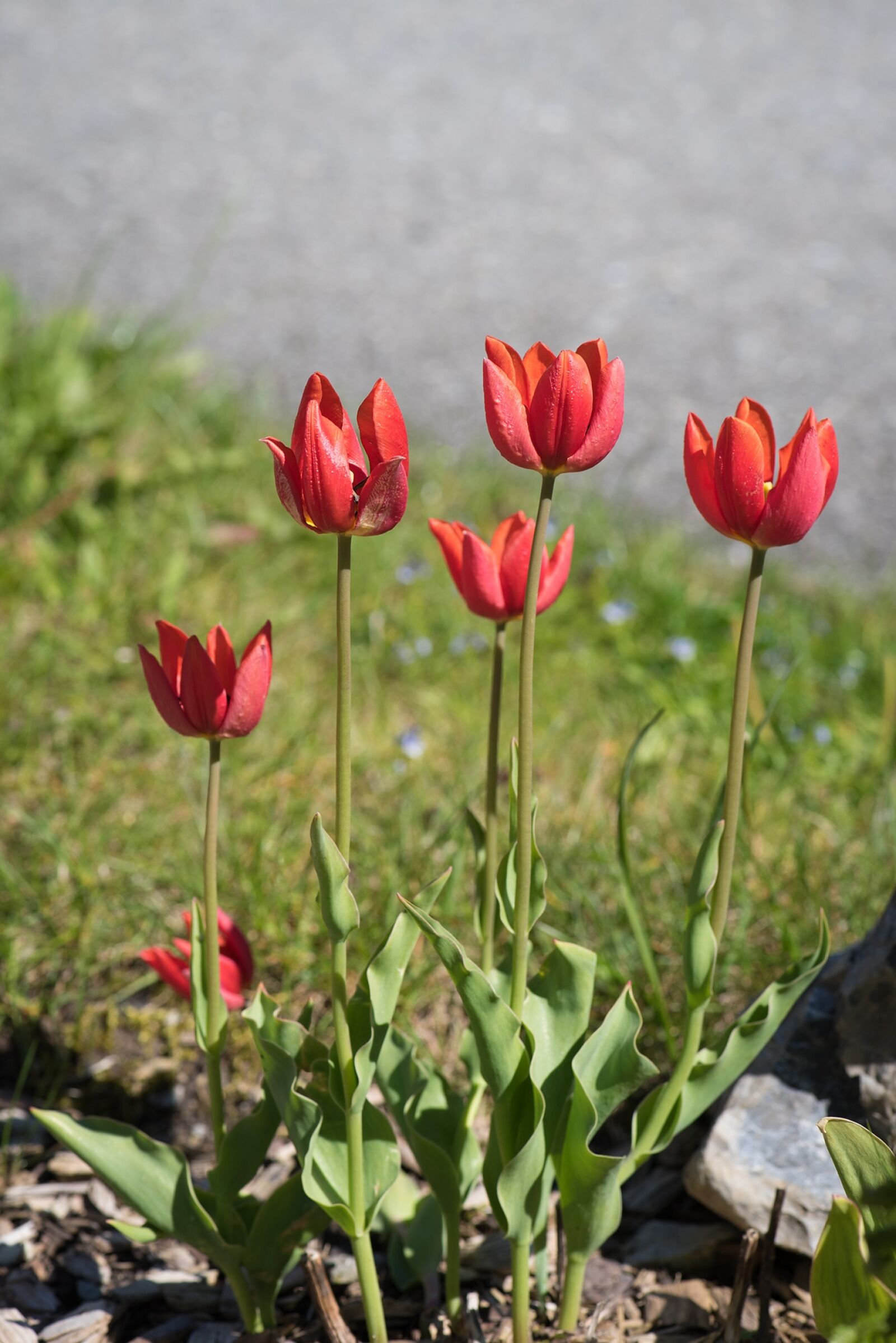 Nikon D750 sample photo. Tulips, red, red tulips photography