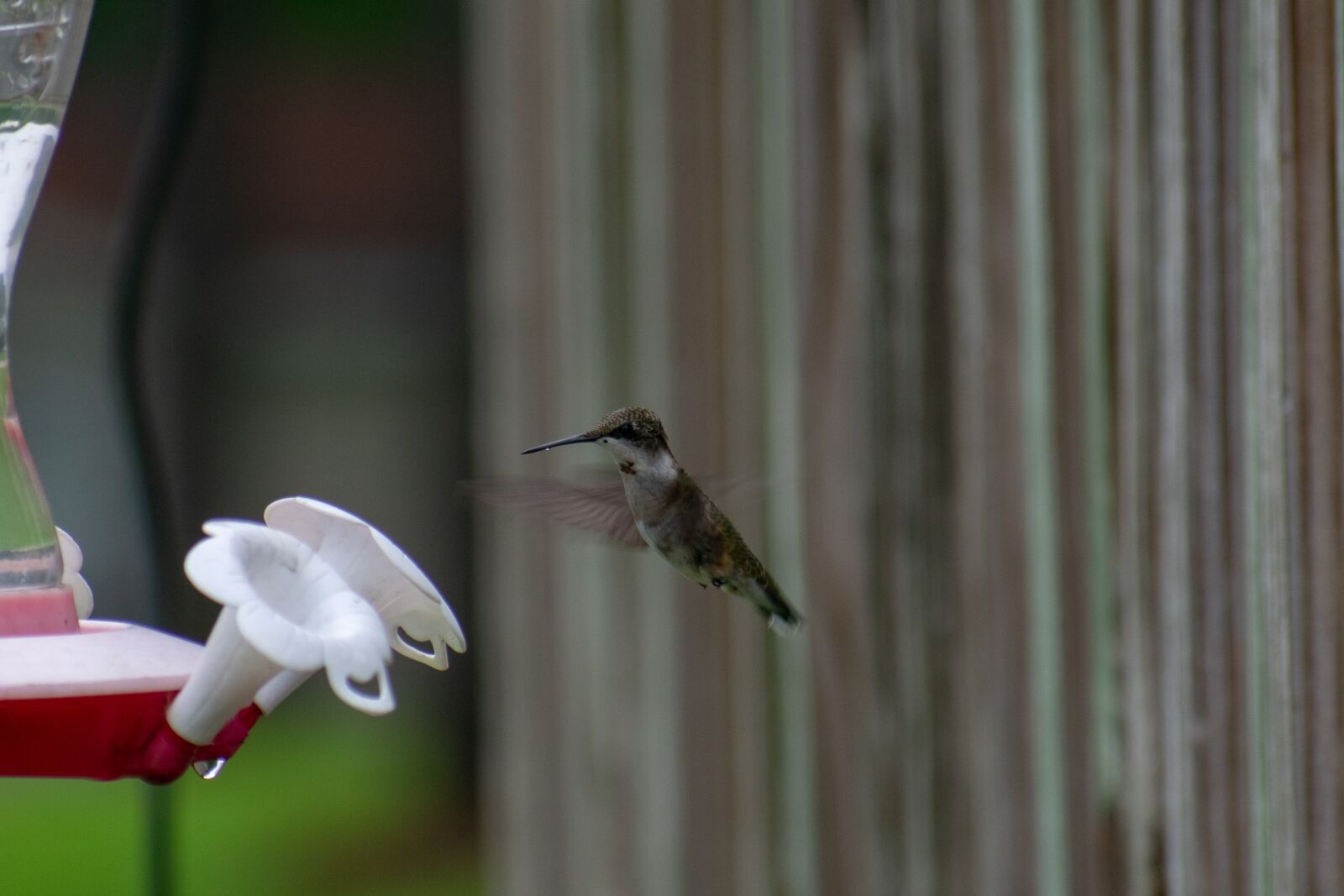 Nikon D3400 sample photo. Bird, nature, hummingbird photography