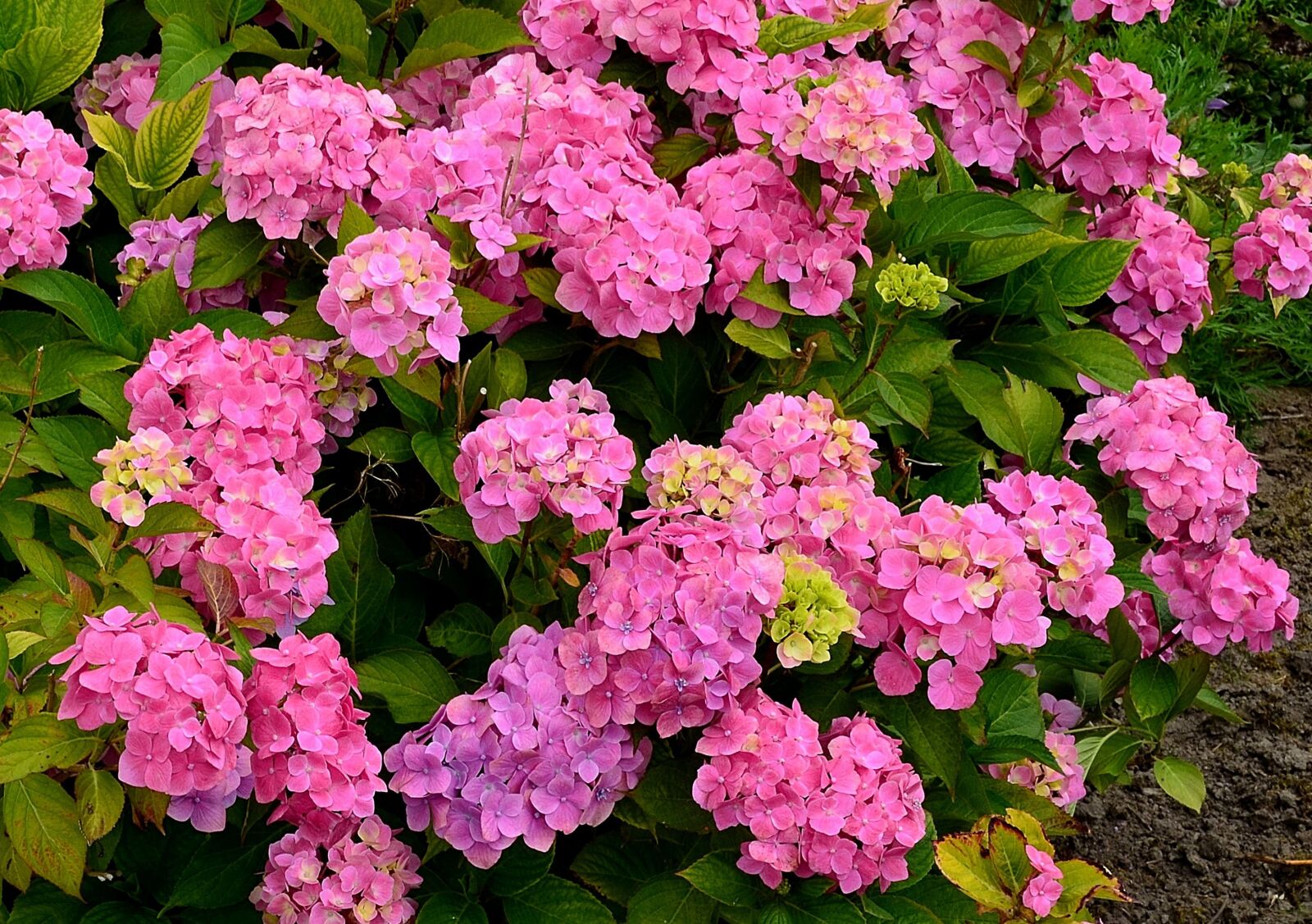 Nikon D5100 sample photo. Hydrangeas, flower garden, hydrangea photography