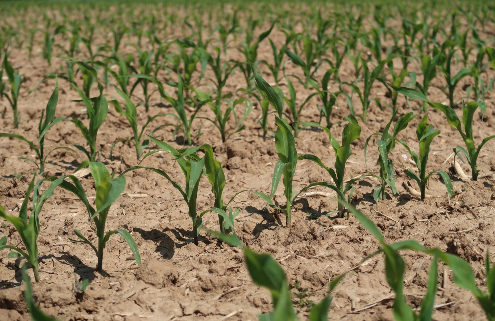 Canon PowerShot G7 X Mark II sample photo. Cornfield, seedlings, corn photography