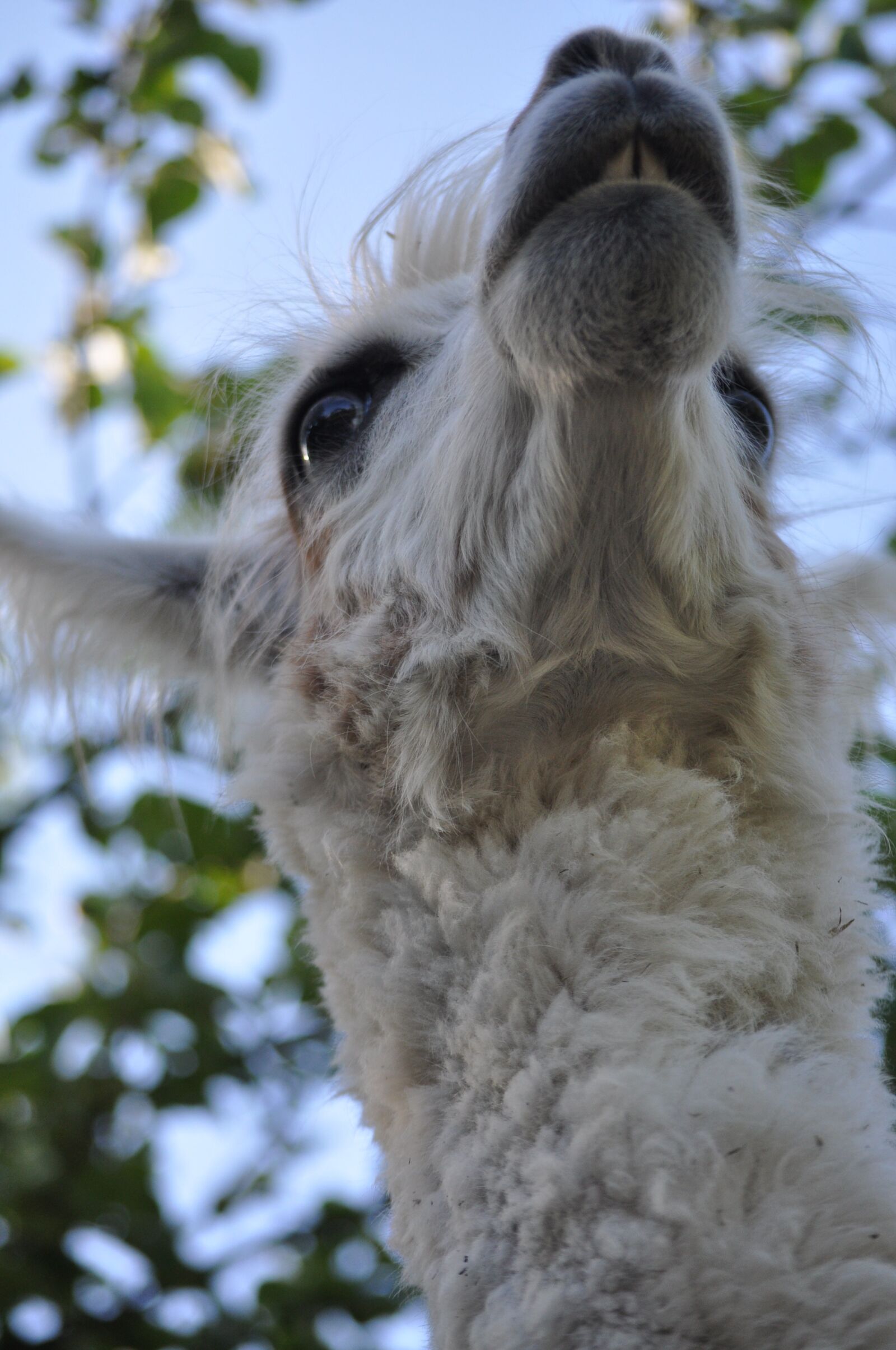 Nikon D5000 sample photo. Lama, alpaca, hairy photography