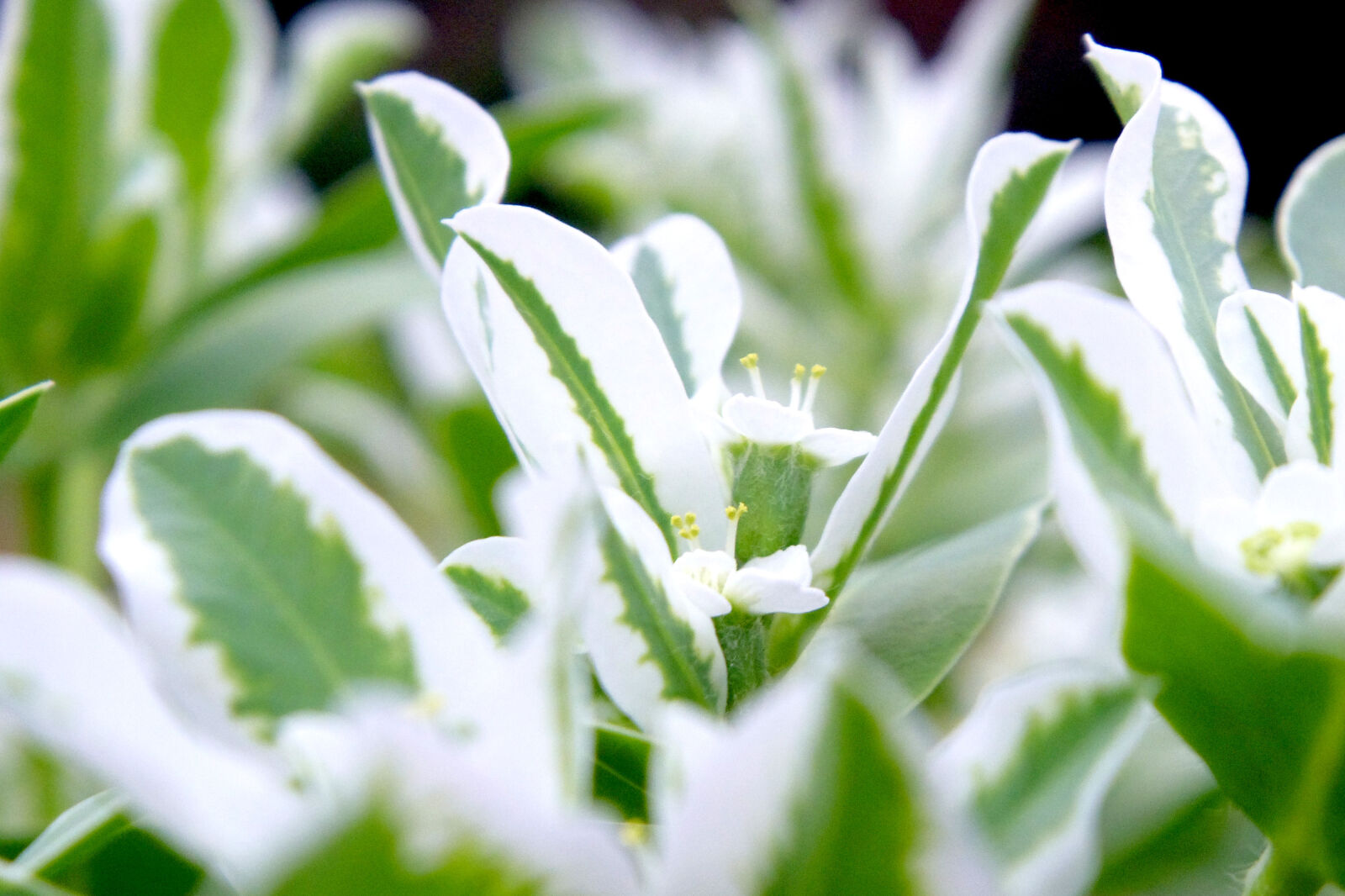 Pentax 02 Standard Zoom sample photo. Flower photography