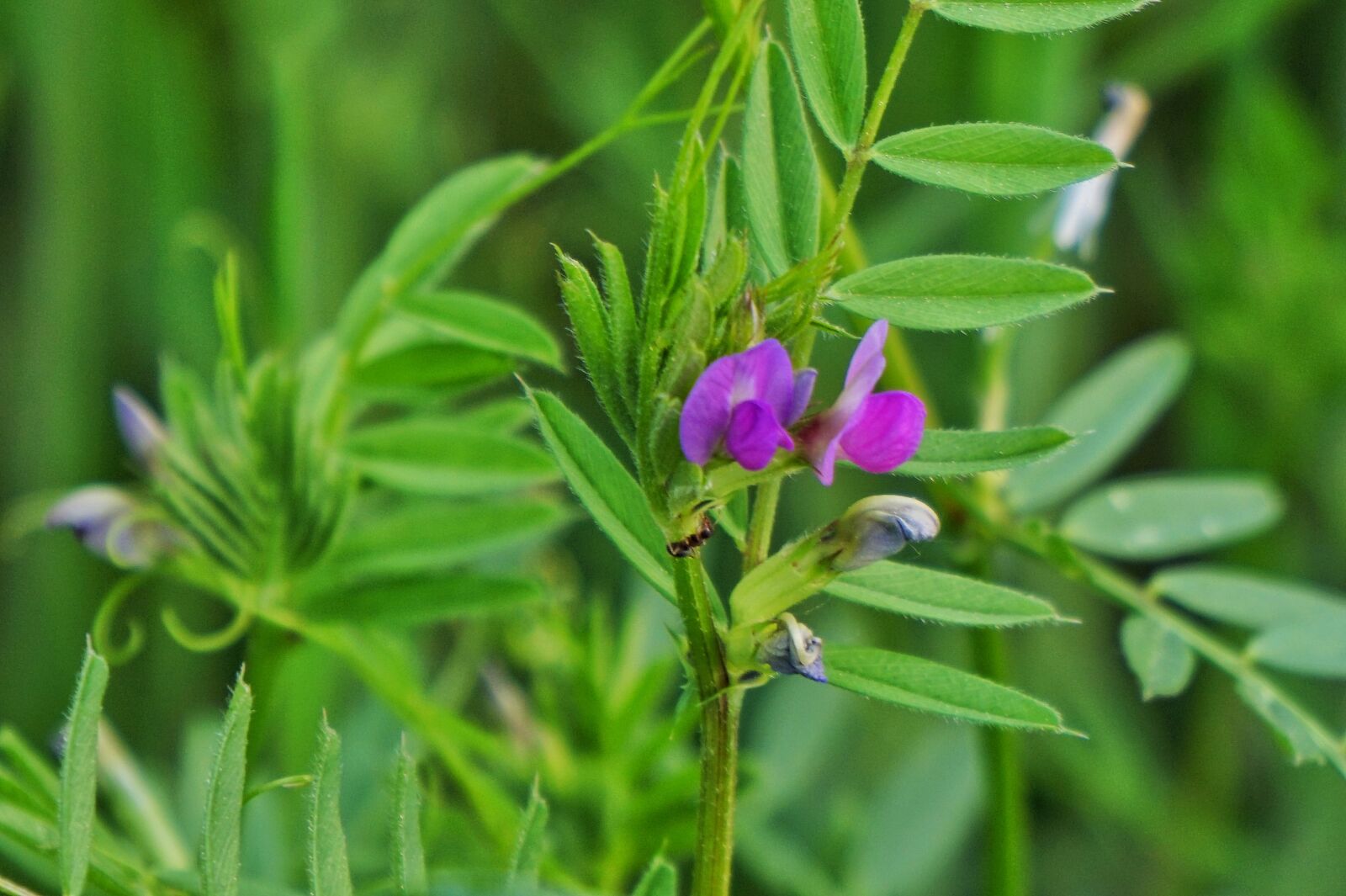 Sony Alpha a5000 (ILCE 5000) + Sony E 55-210mm F4.5-6.3 OSS sample photo. Tare, abstract, plants photography