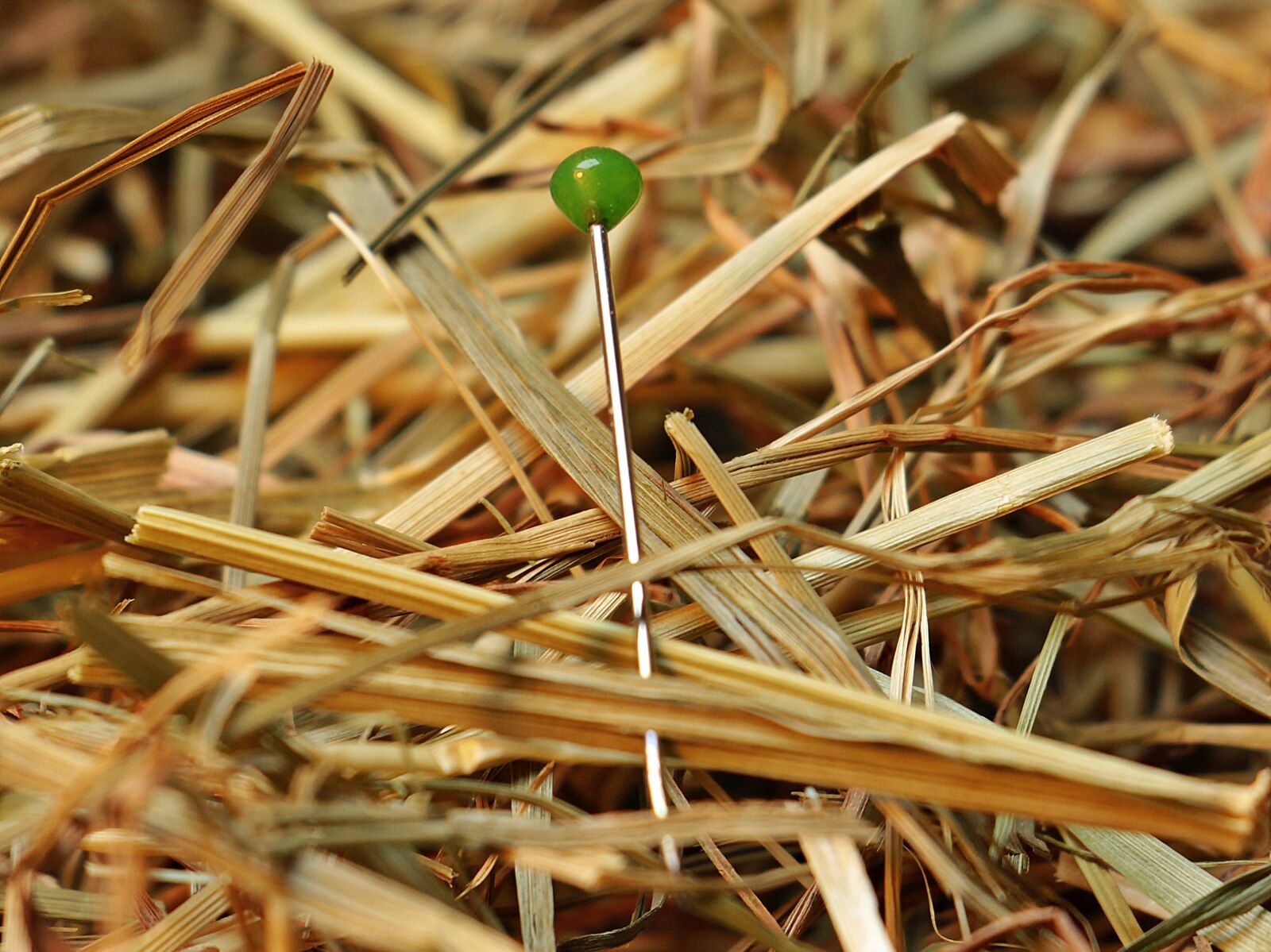 Canon EOS 550D (EOS Rebel T2i / EOS Kiss X4) sample photo. Needle in a haystack photography